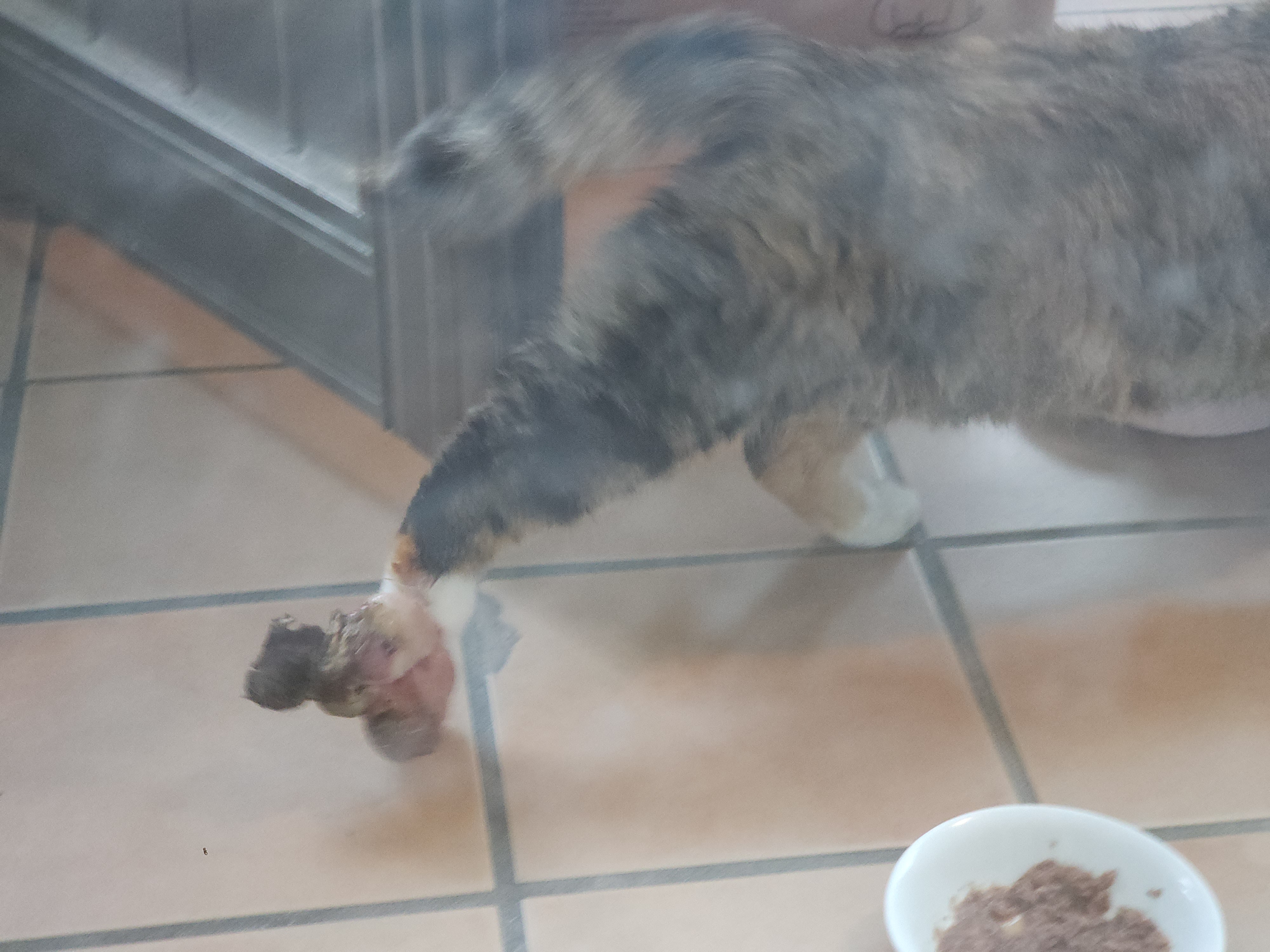 발의 종양이 거대해져 썩은 냄새가 나는 고양이를 구조 요청드립니다.