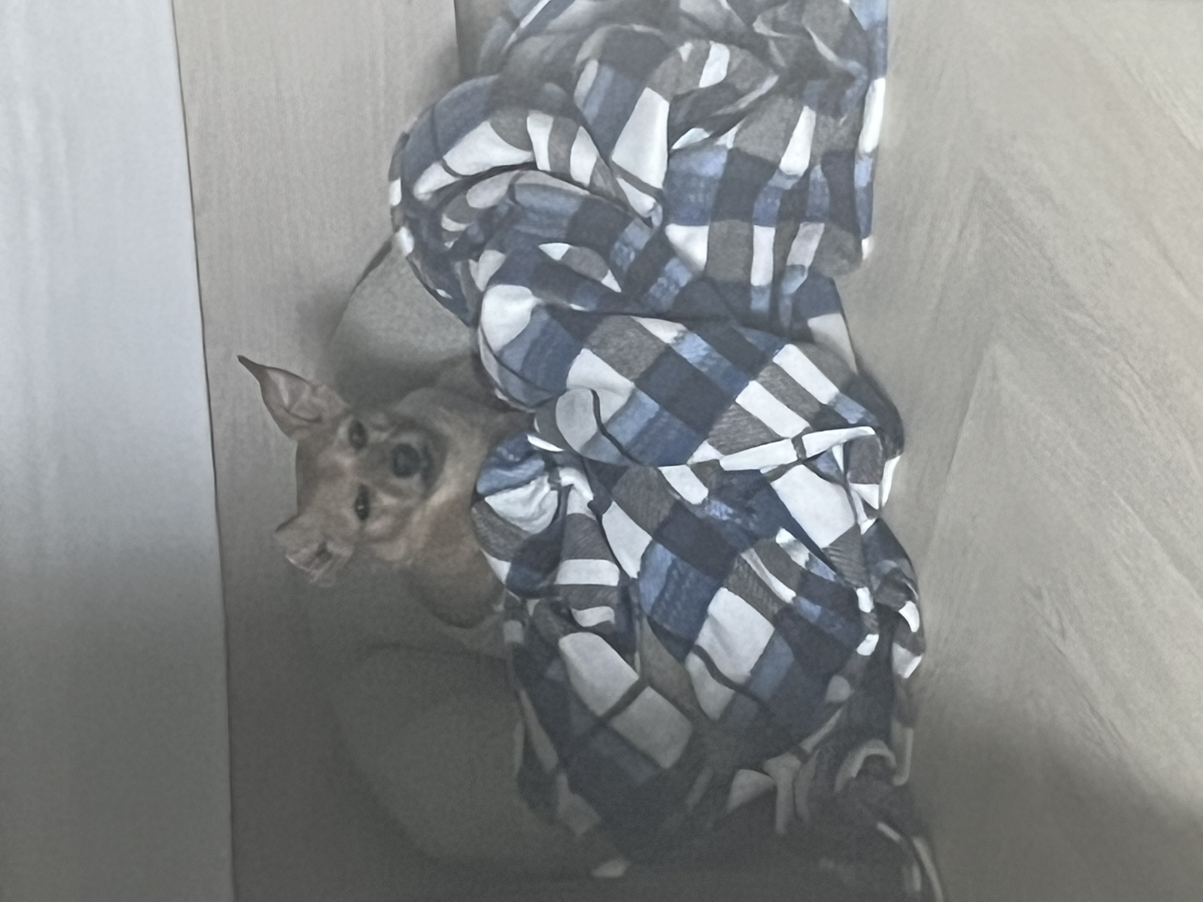 지지(다솜이)가 떠난지 3개월 됐어요.