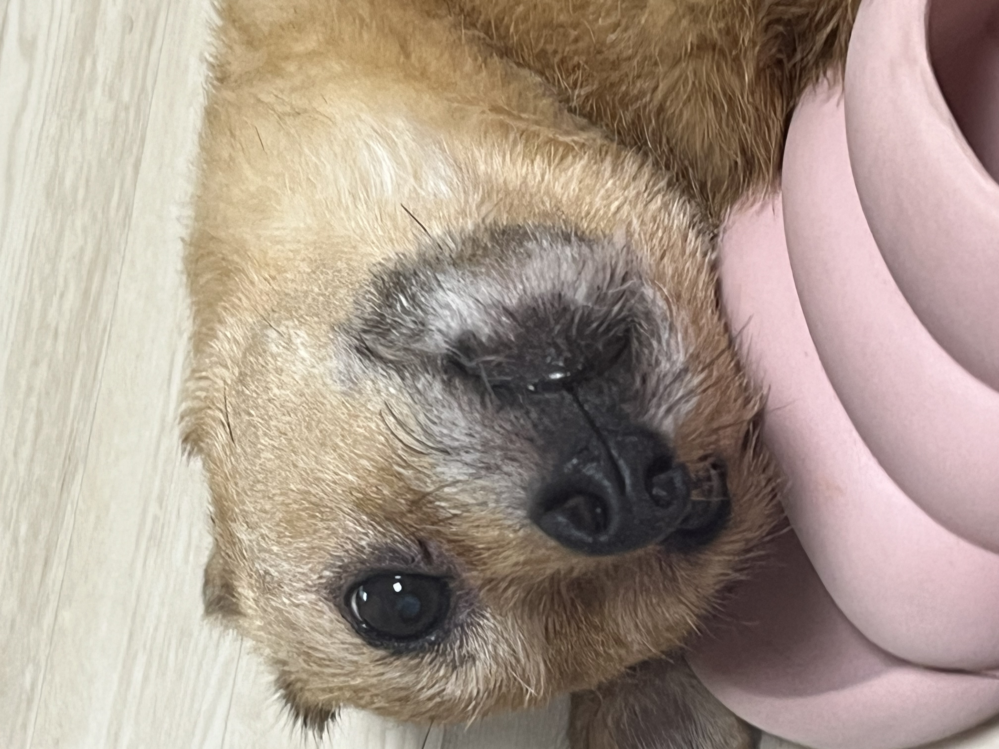 지지(다솜이)가 떠난지 3개월 됐어요.