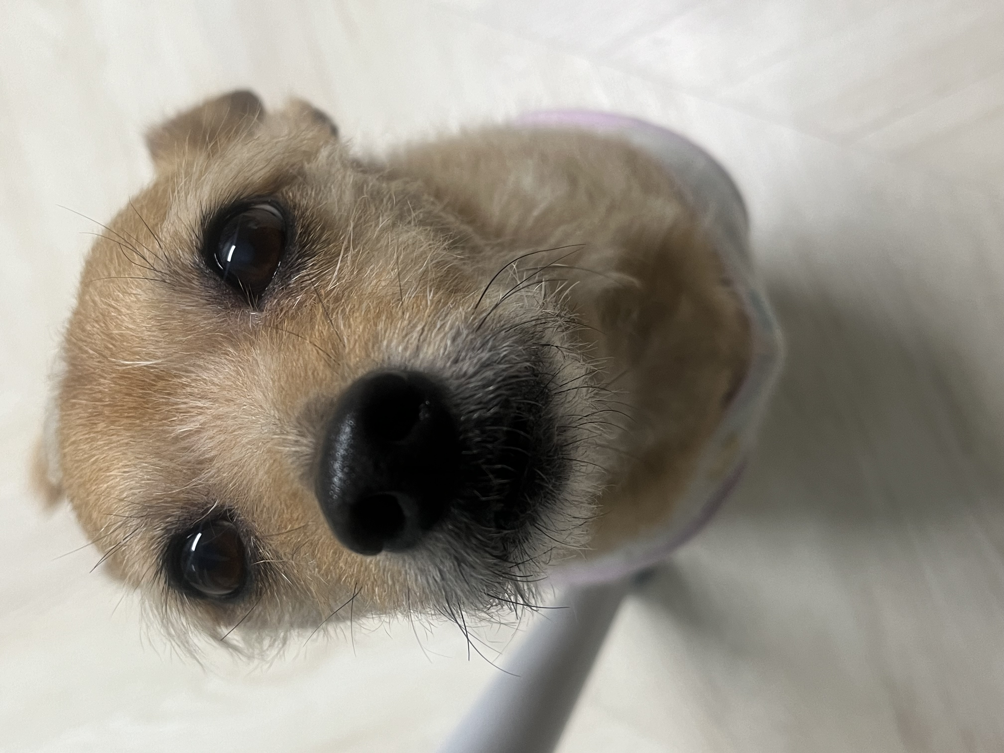 지지(다솜이)가 떠난지 3개월 됐어요.