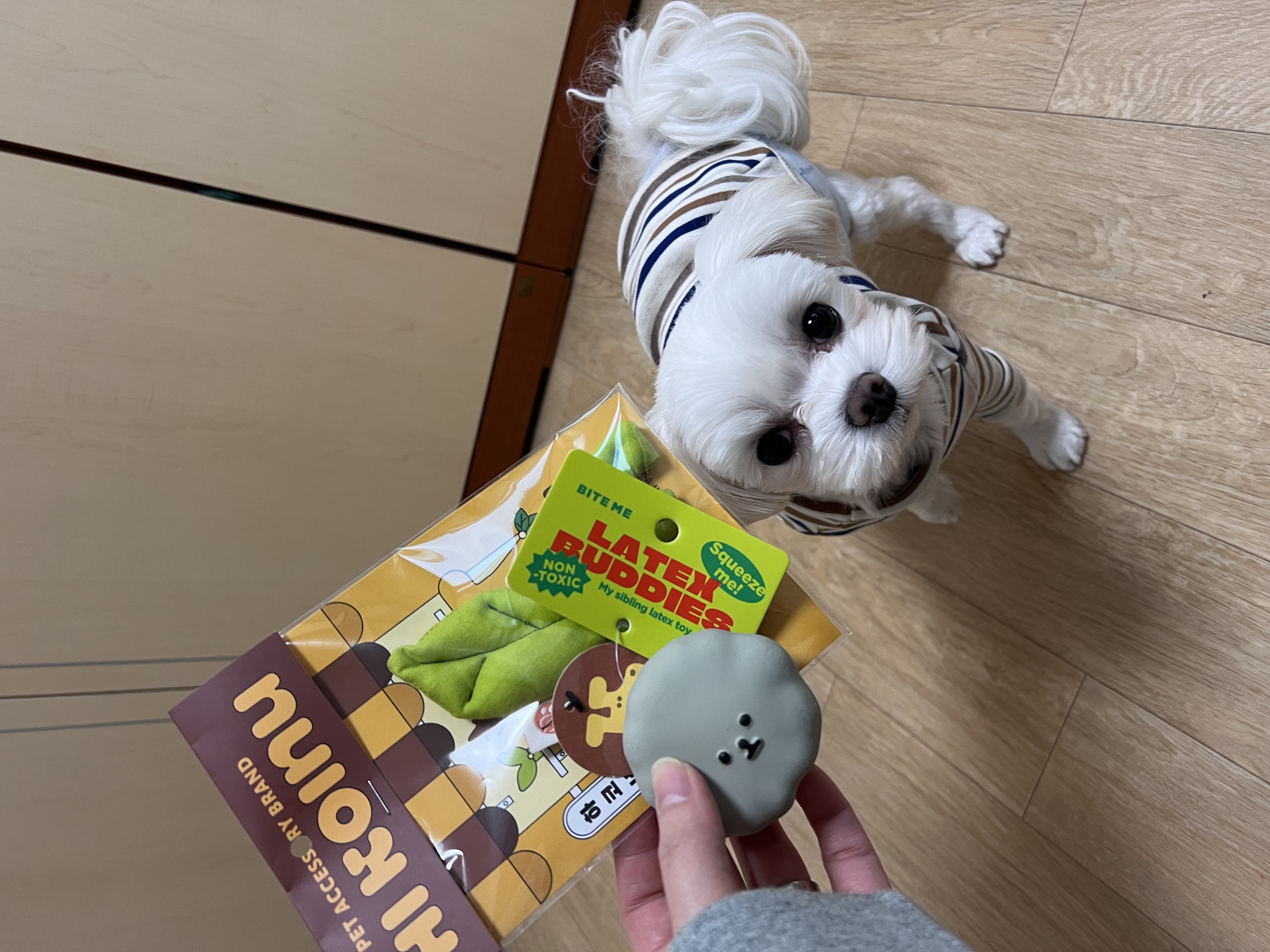 뽀숑이 임보 3개월차 이야기 :)