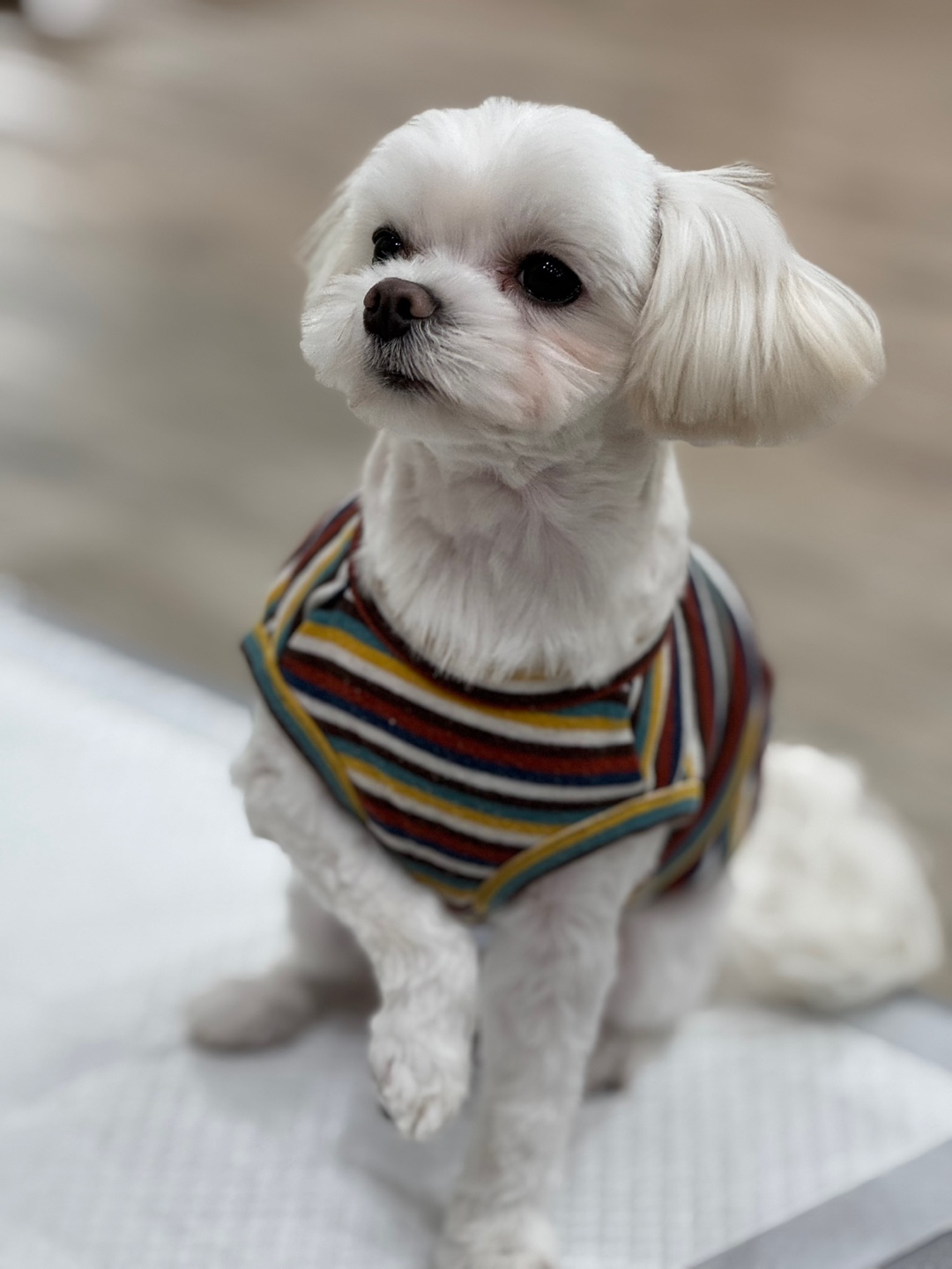 뽀숑이 임보 3개월차 이야기 :)