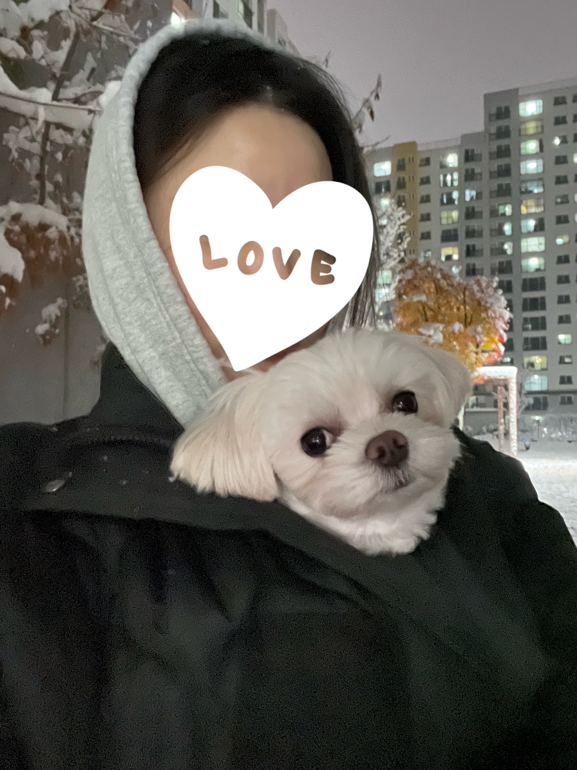 뽀숑이 임보 3개월차 이야기 :)