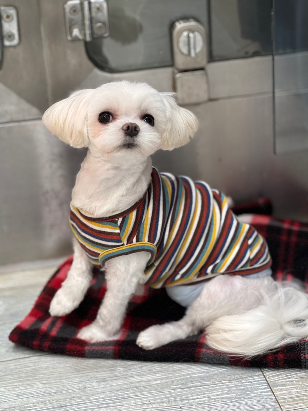 뽀숑이 임보 3개월차 이야기 :)