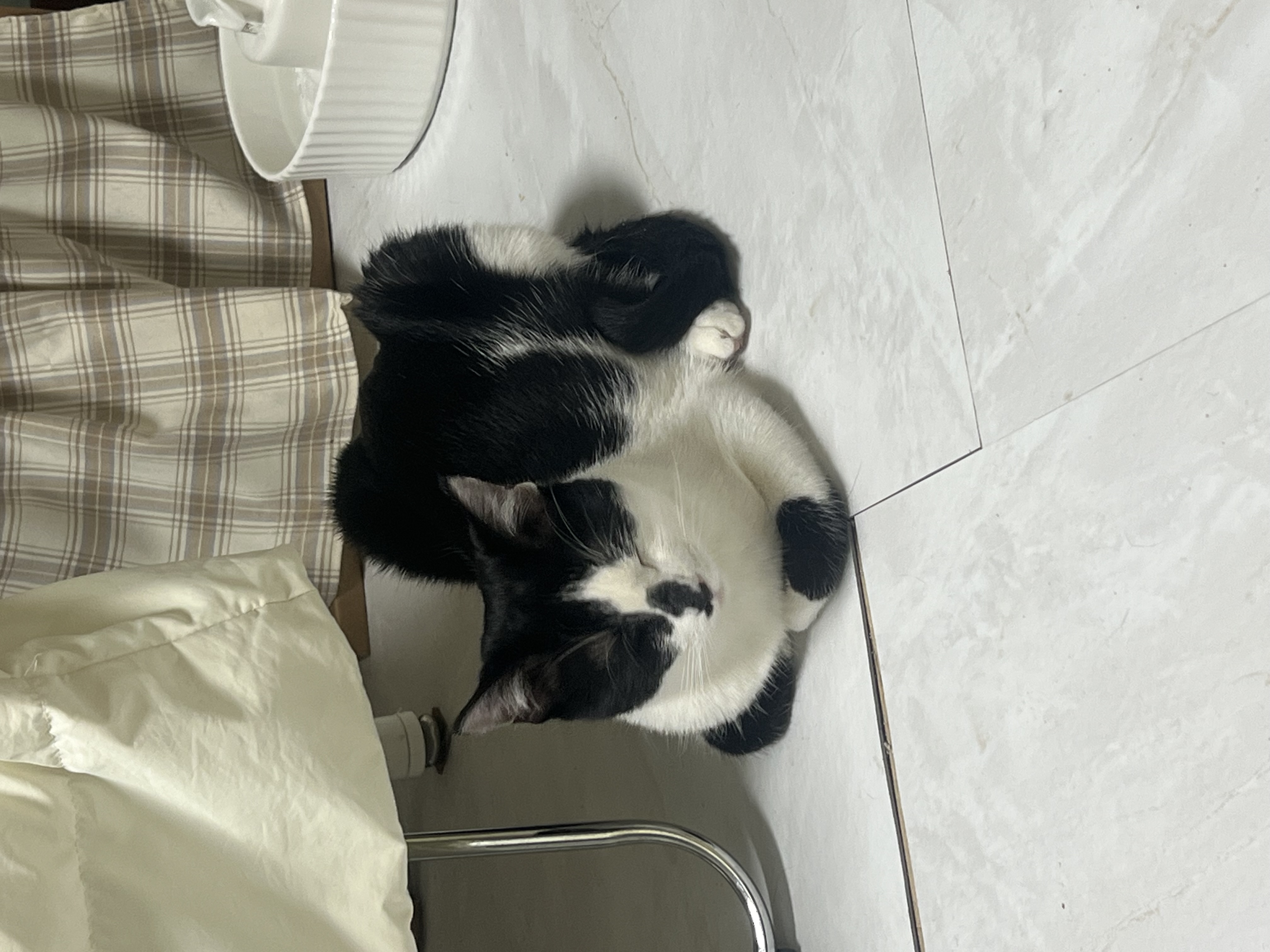 세자(뚝딱이)와 한달