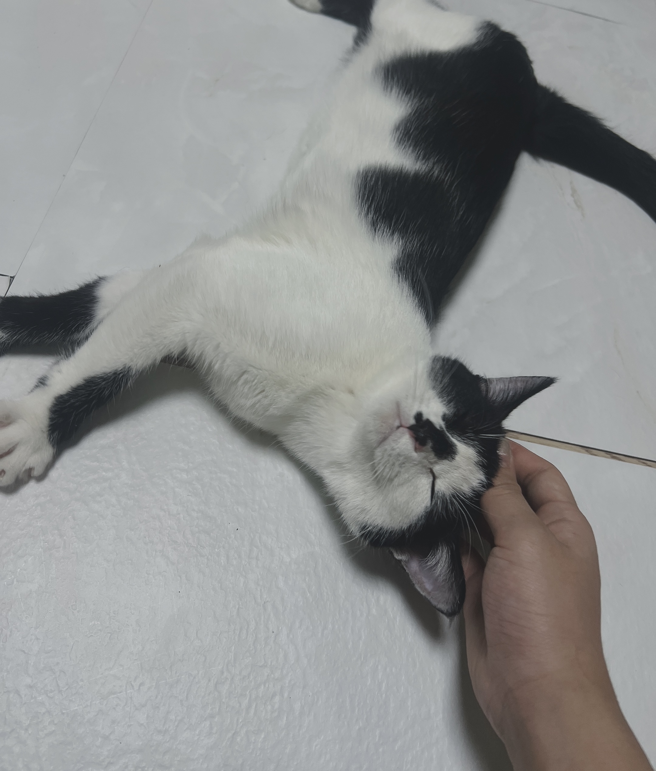 세자(뚝딱이)와 한달