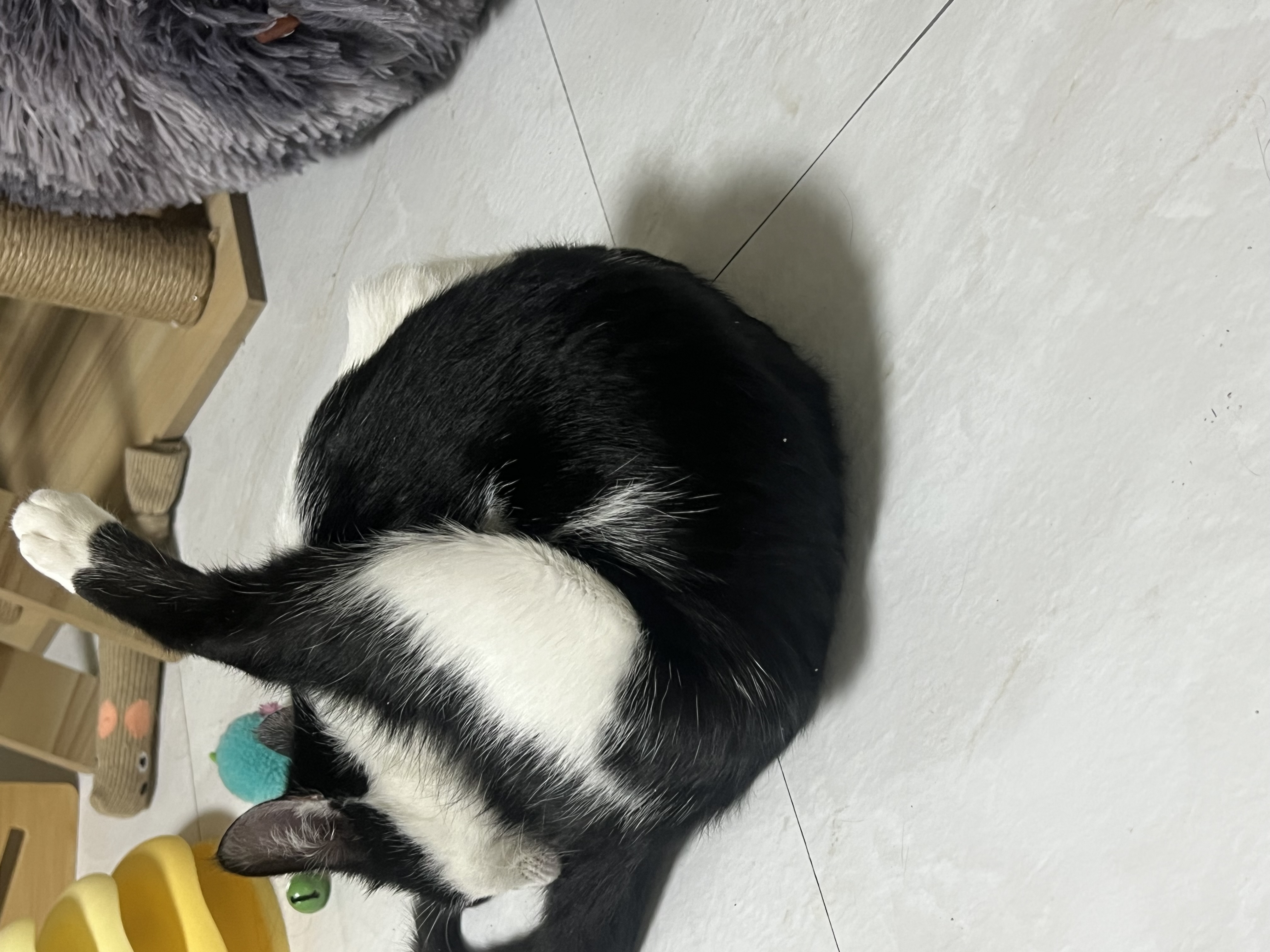 세자(뚝딱이)와 한달