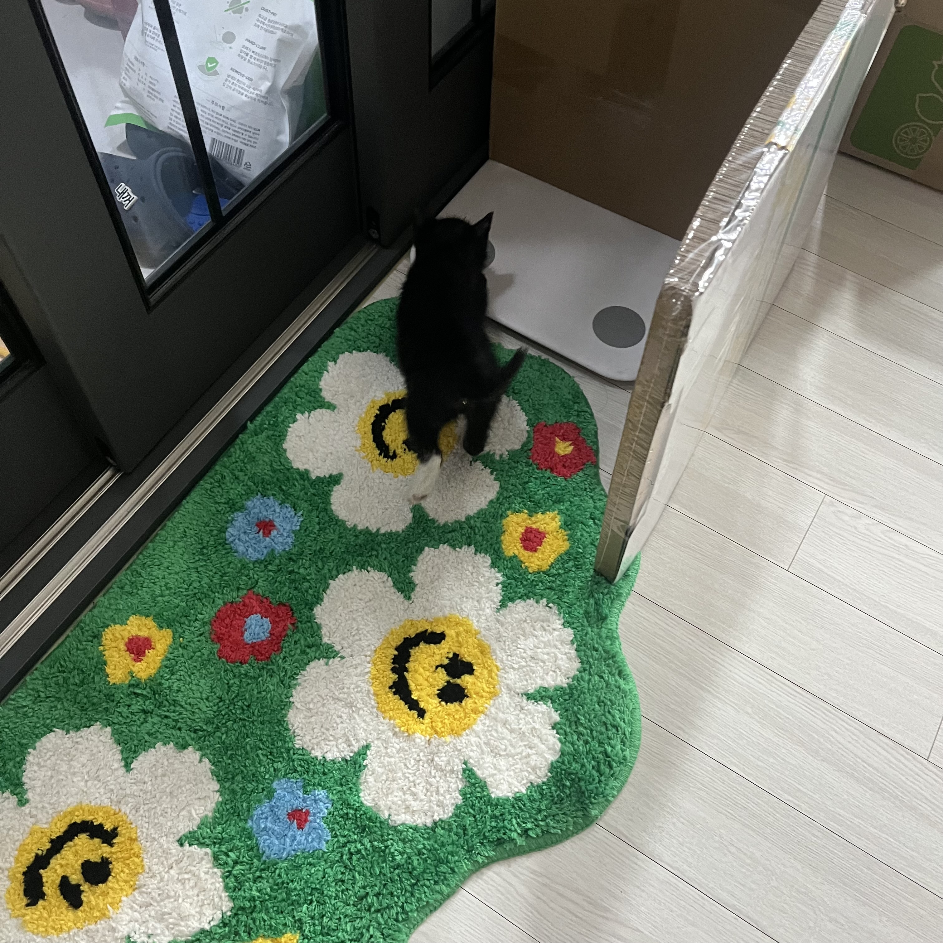까미 입양 일주일