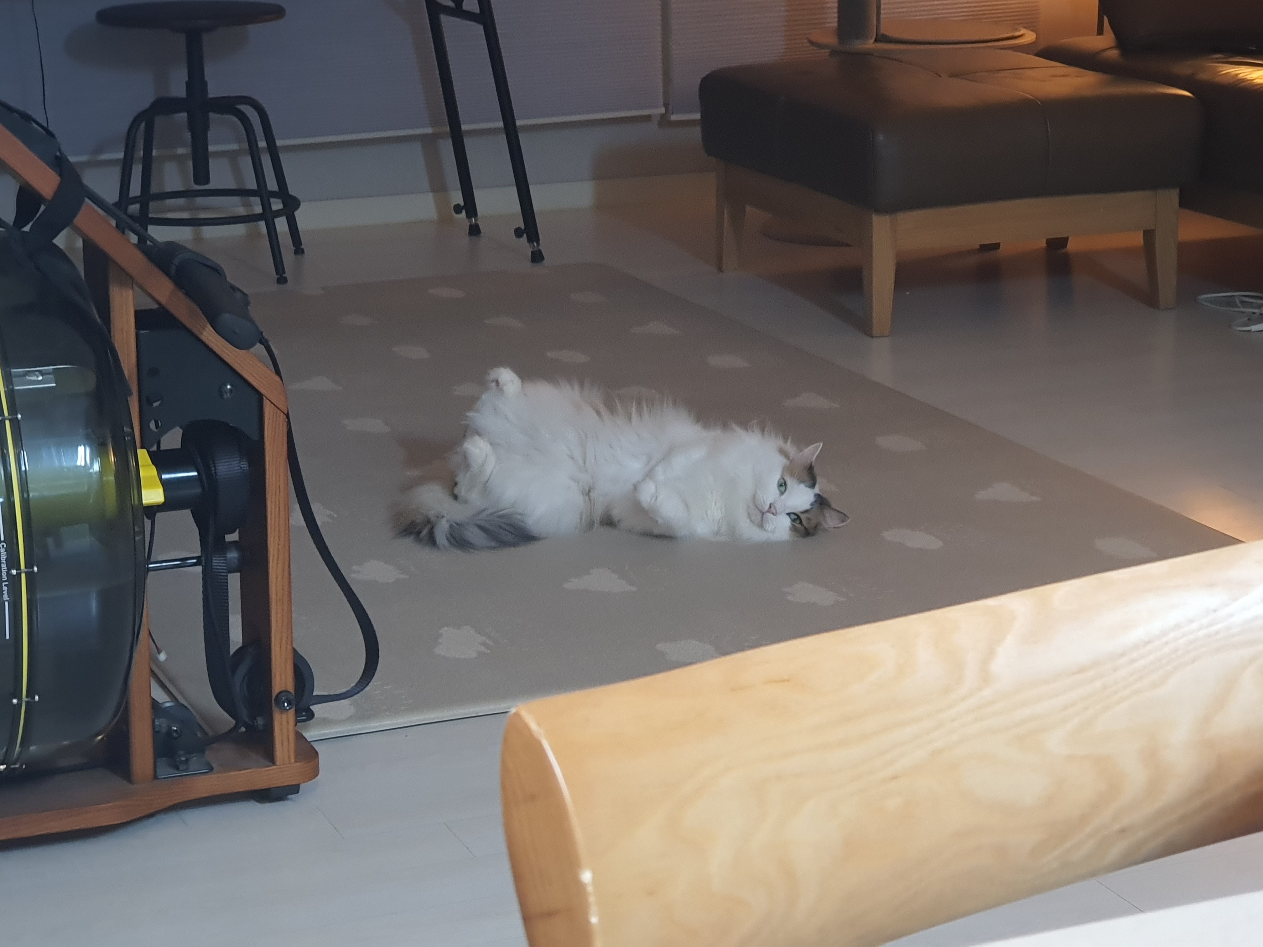 아가(현 에릭)는 발라당냥이었네요!