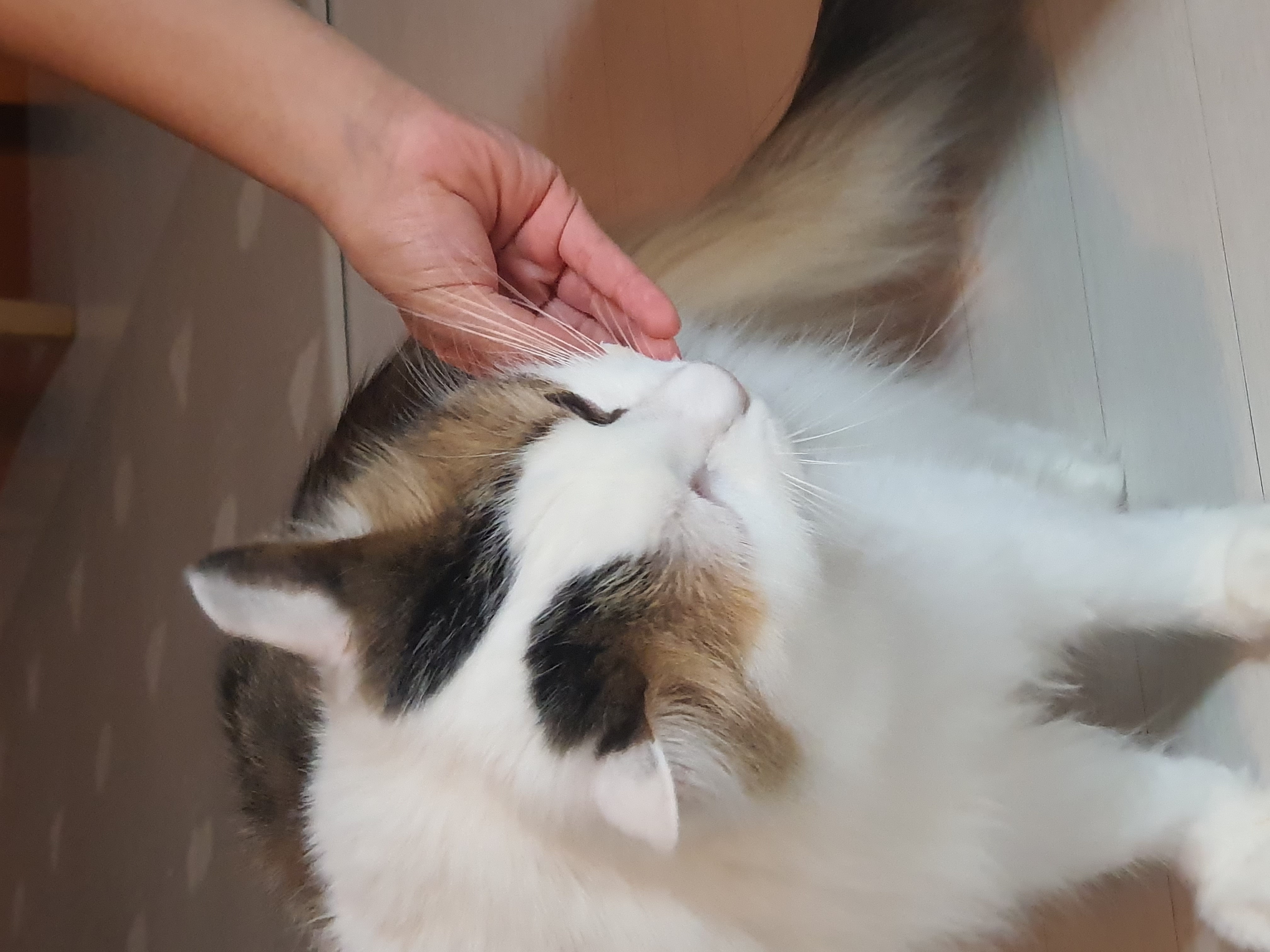 아가(현 에릭)는 발라당냥이었네요!