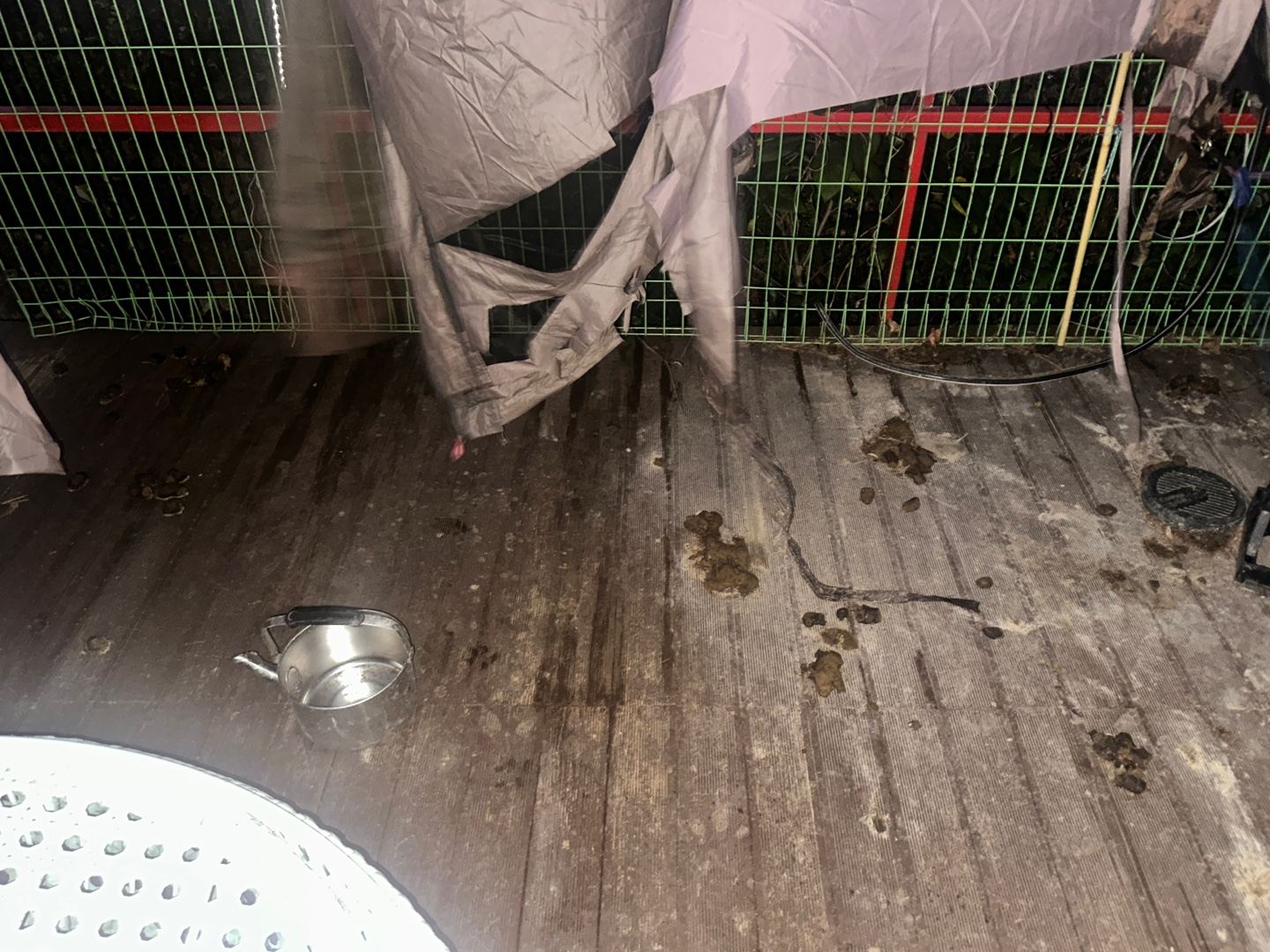 많은아이들이 구조를 기다리겠지만 이아이도 구조되길 기도합니다