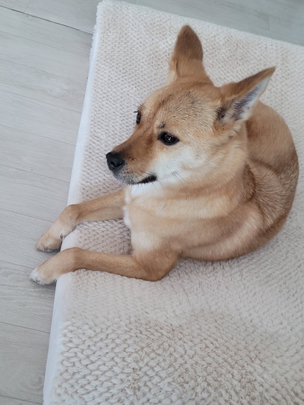 휘영이 입양 한달 후기