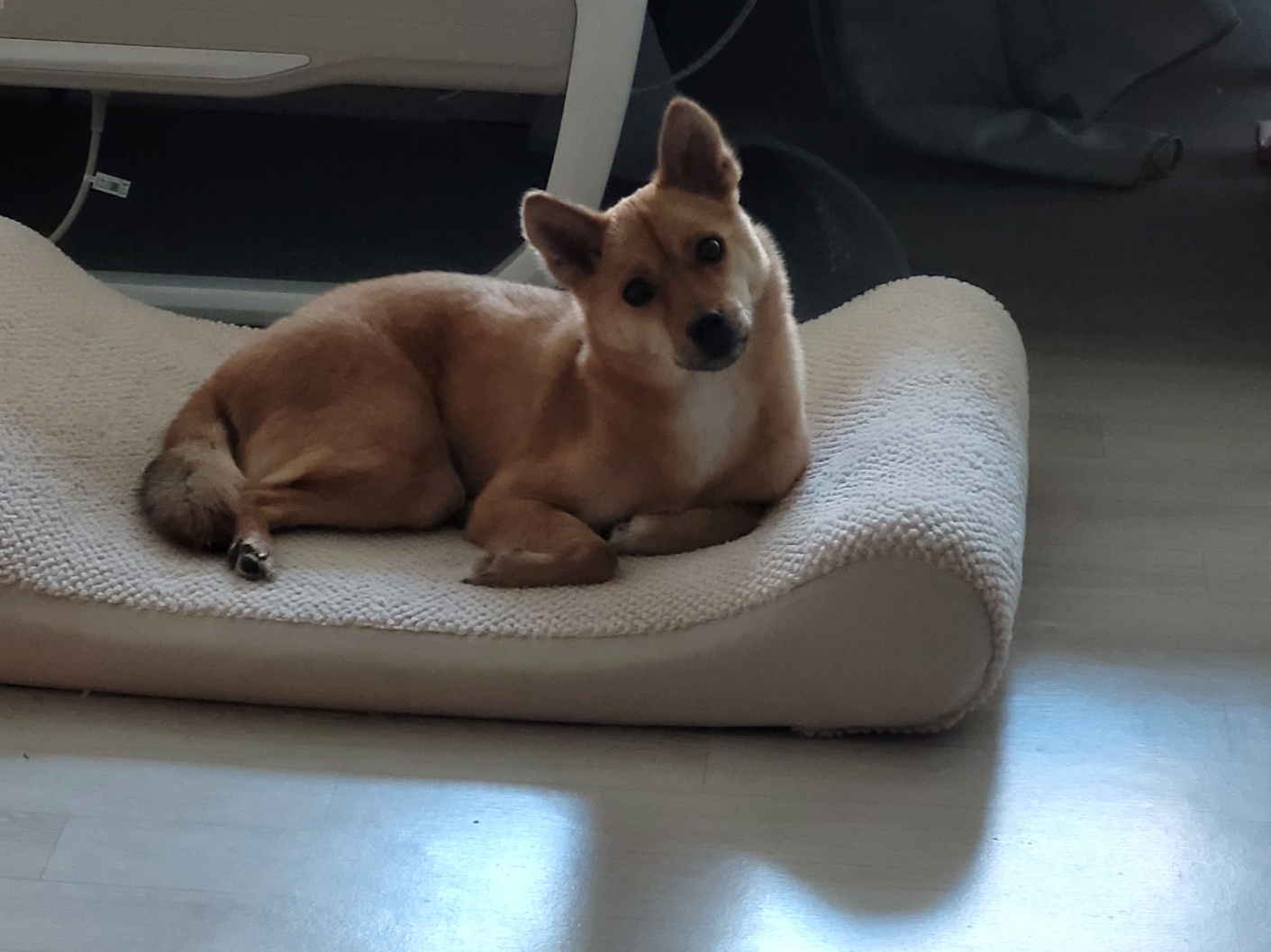 휘영이 입양 한달 후기