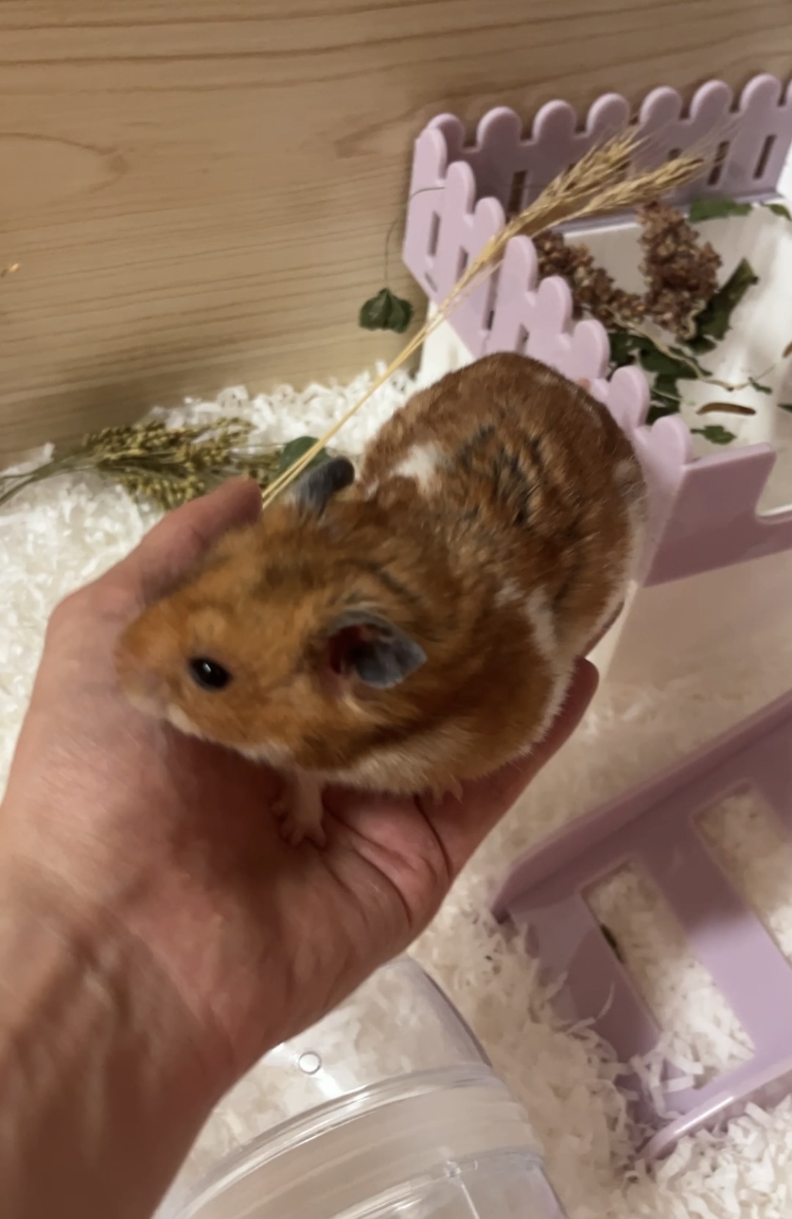온햄이 근황이에요