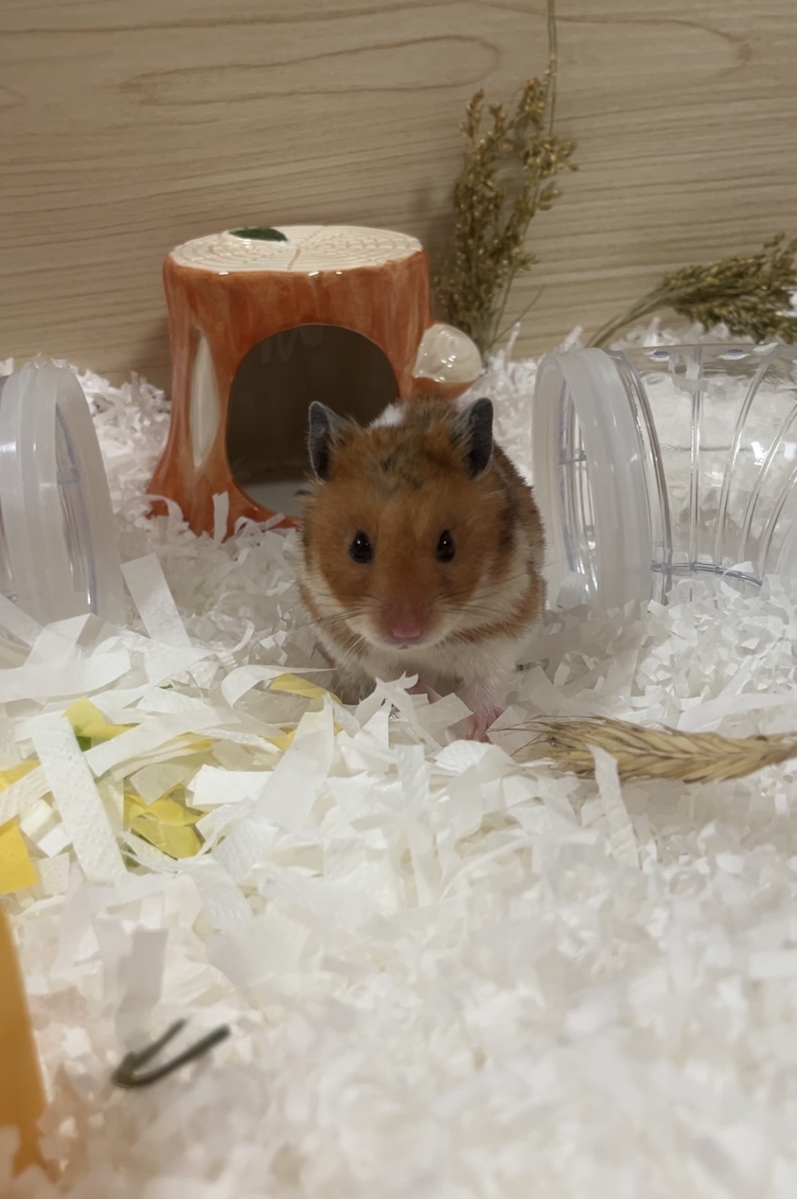 온햄이 근황이에요