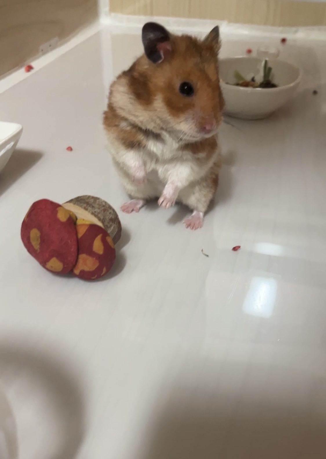 온햄이 근황이에요