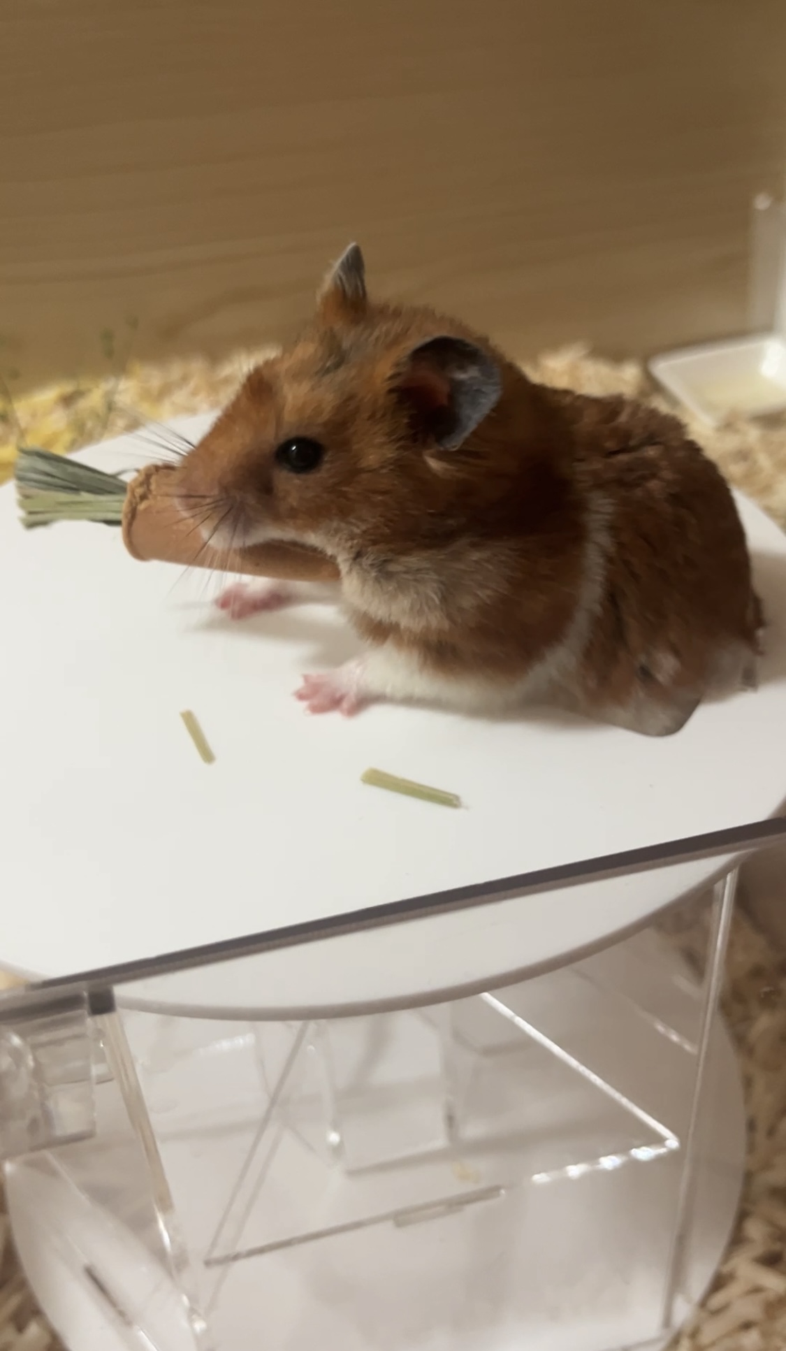 온햄이 근황이에요