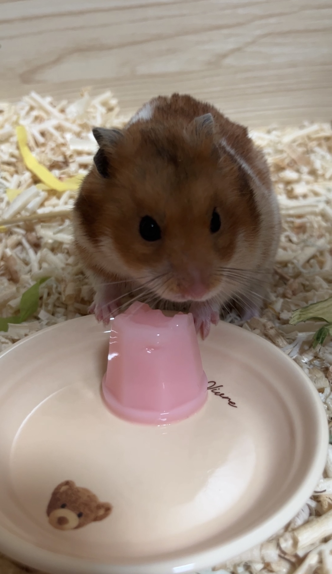 온햄이 근황이에요