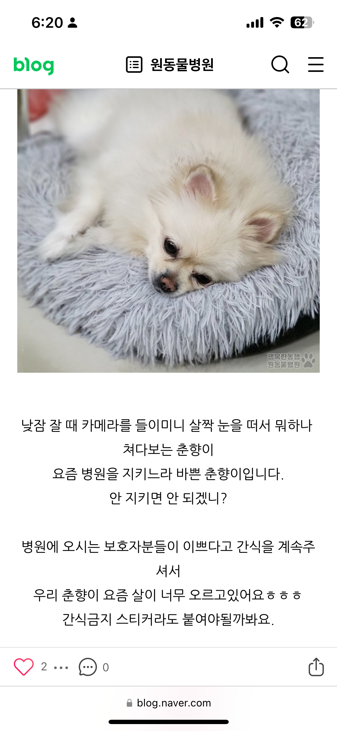 동물병원에 혼자있는 강아지