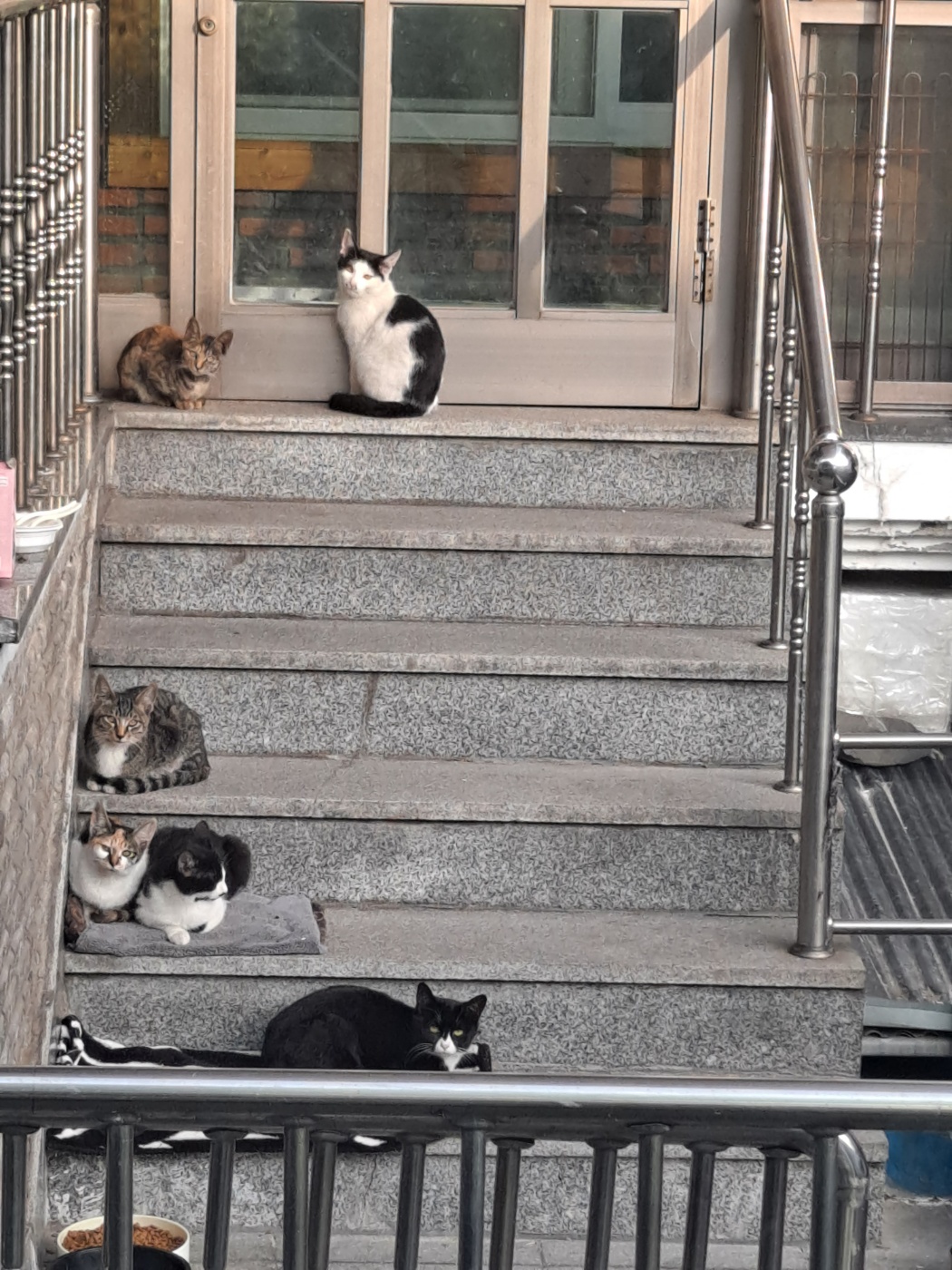 늘 보던 고양이들이 보이지 않아요.