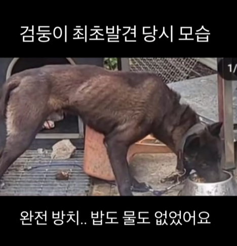 방치견 소유권포기만 받아주세요..입양자는 구했습니다 부탁드립니다.