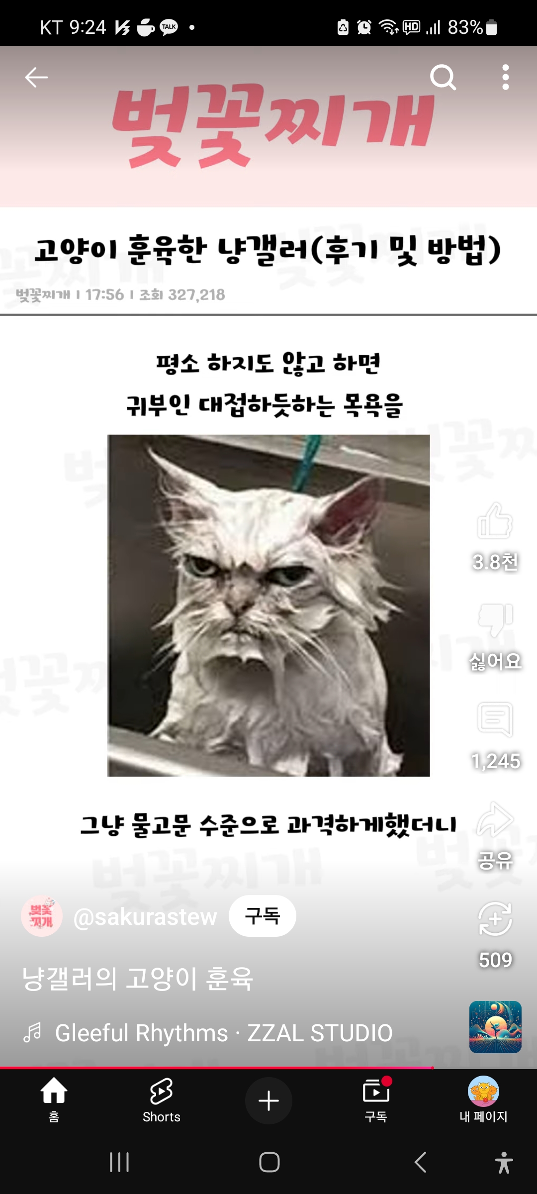 고양이 훈육체벌  