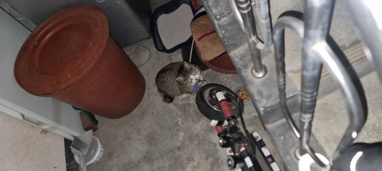 묶여 있는 고양이