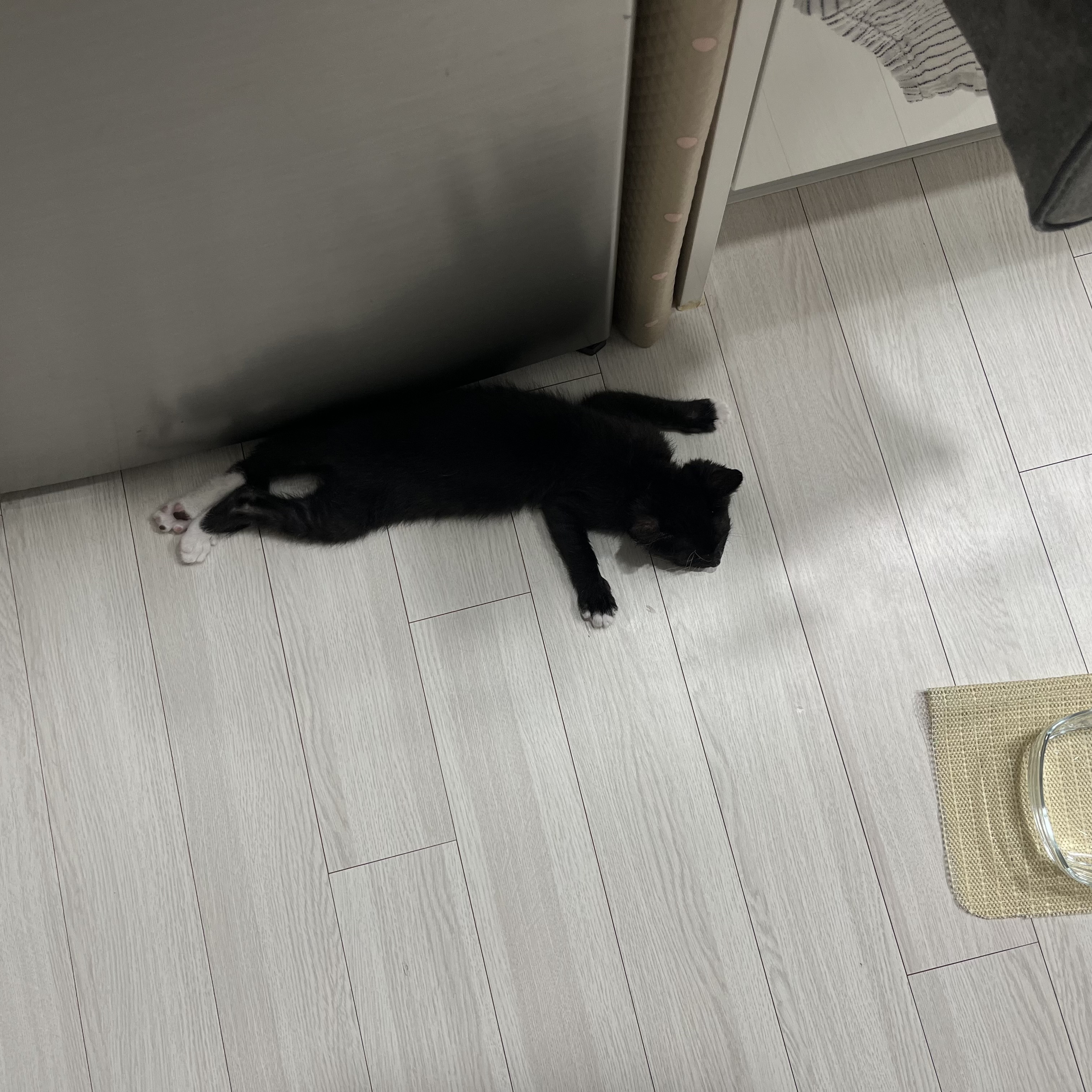 까미의 1개월차 후기