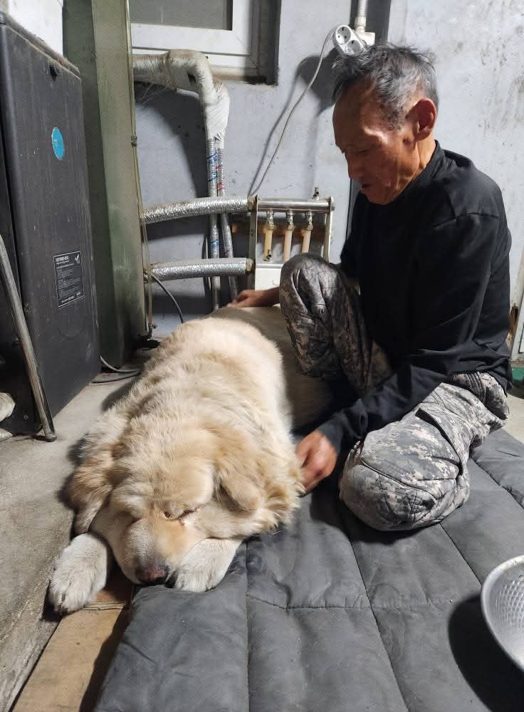 3년 전 세나개 출연했던 대박이가 많이 아파요.. 제발 도와주세요!!