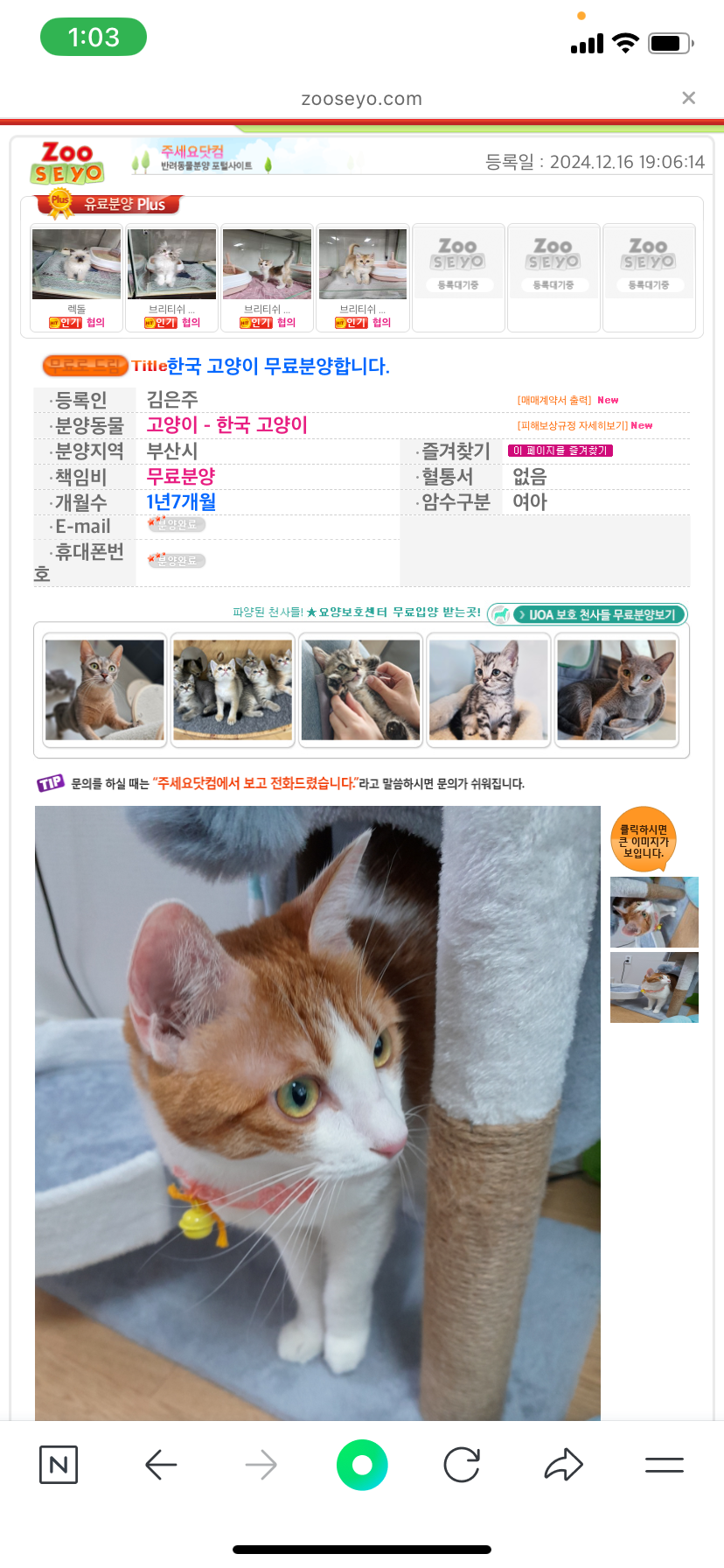 입양보낸 고양이가 4일만에 분양사이트에 올라왔습니다 