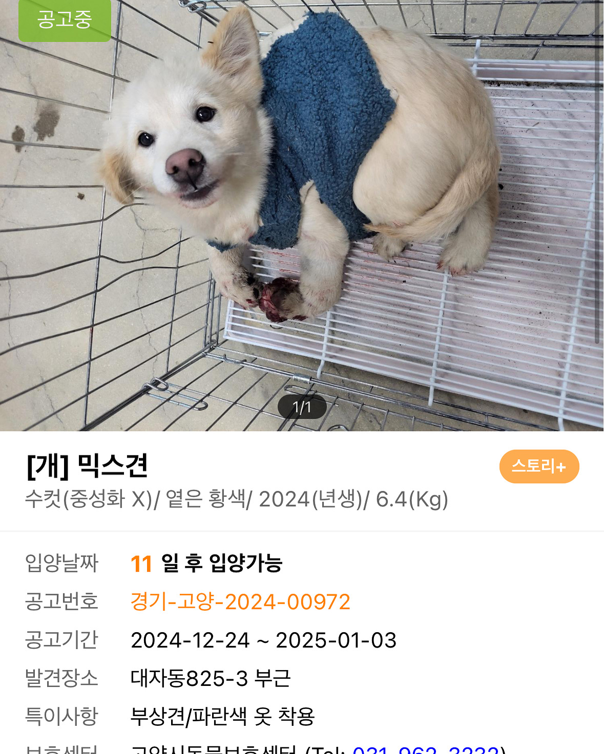 5-6개월령 교통사고 방치견입니다.