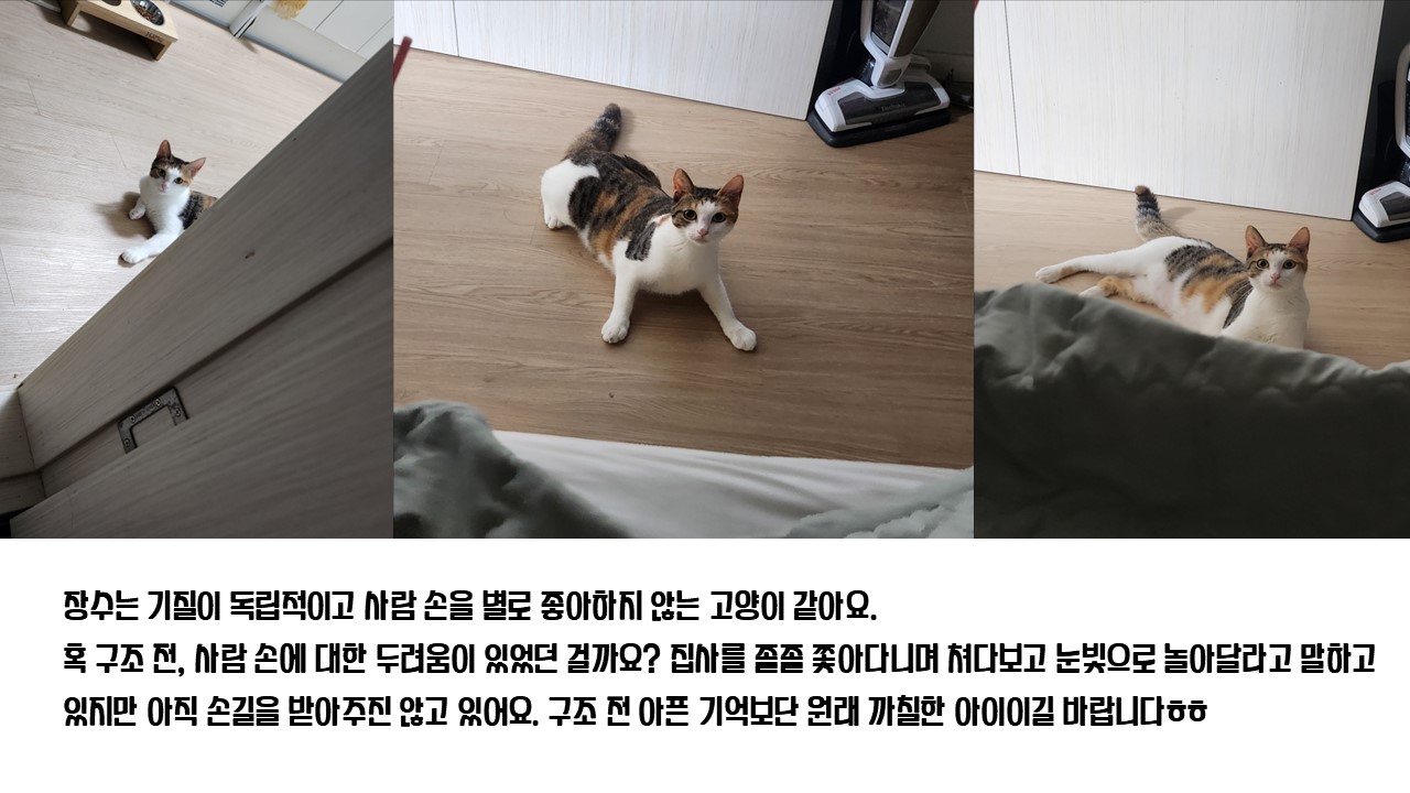 [니카] 장수 입양 6개월 후기글 ❤️
