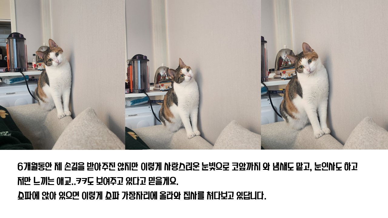 [니카] 장수 입양 6개월 후기글 ❤️