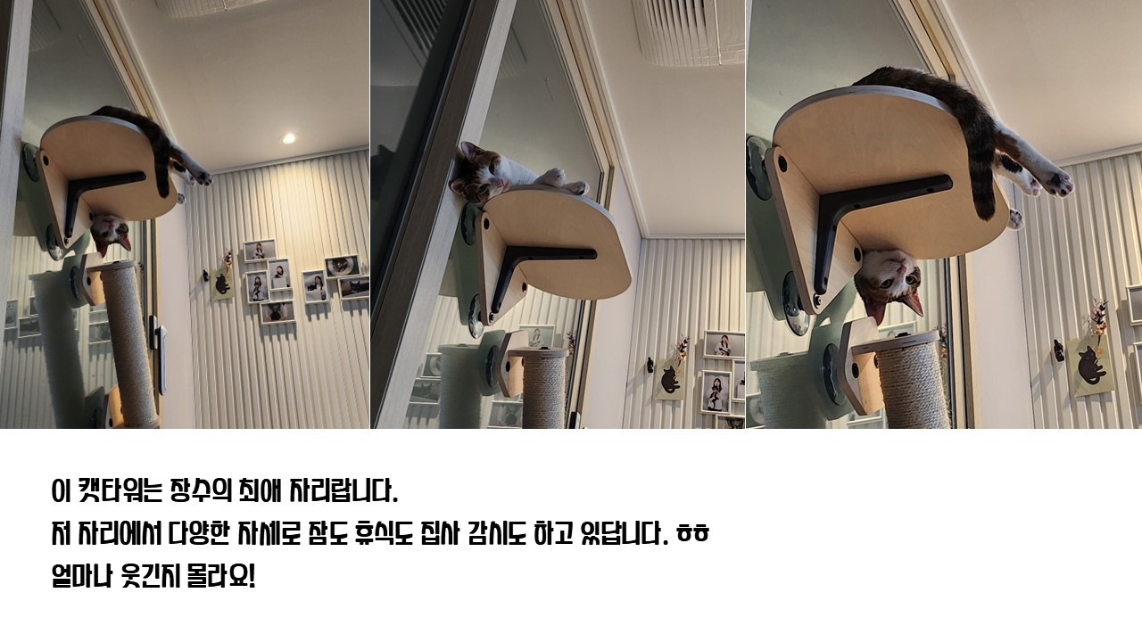 [니카] 장수 입양 6개월 후기글 ❤️