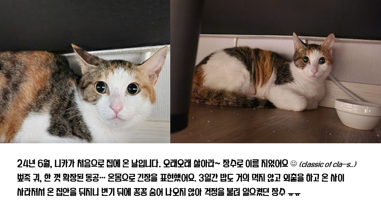 [니카] 장수 입양 6개월 후기글 ❤️