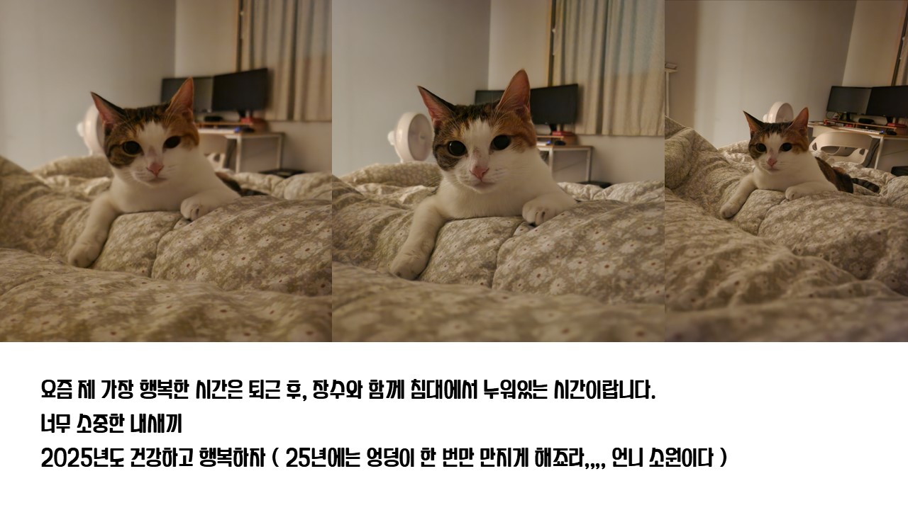 [니카] 장수 입양 6개월 후기글 ❤️