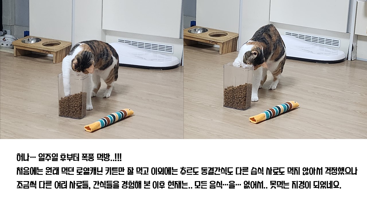 [니카] 장수 입양 6개월 후기글 ❤️