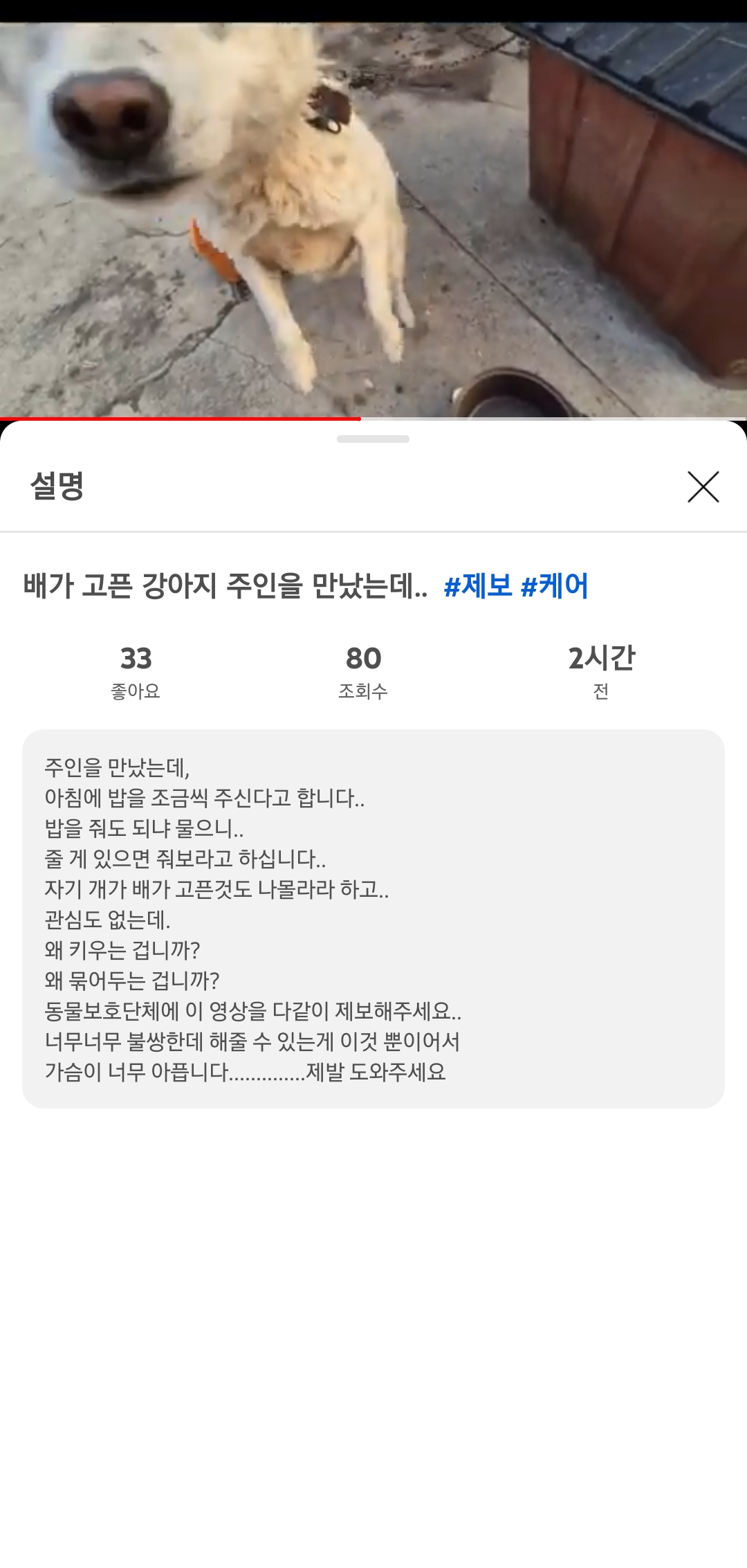 강아지를 묶어만 두고 방치하고 있습니다.