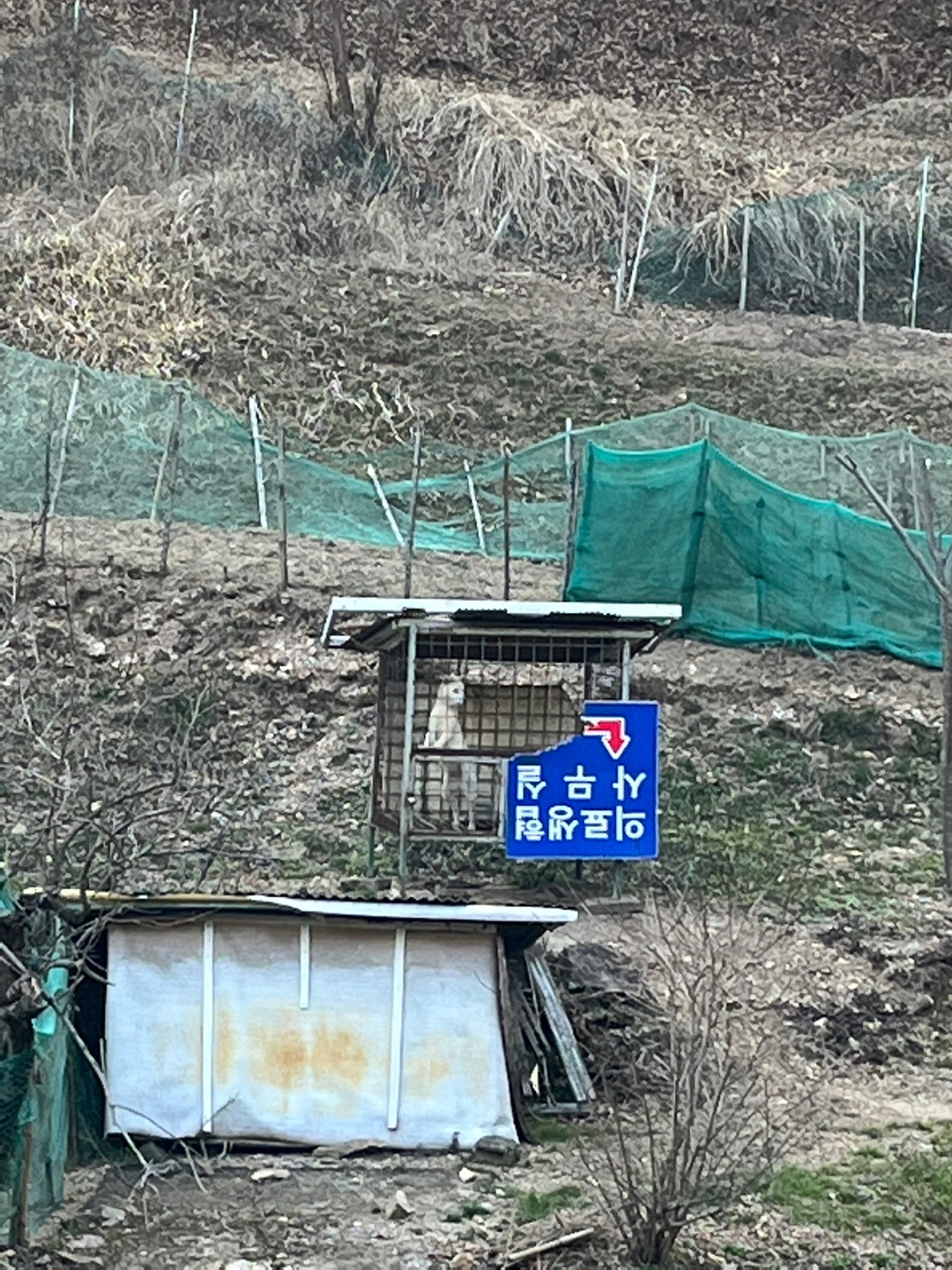배가 곧 터져서 죽을 것 같아요 강아지 (주인도 있음..) 학대,환경 등 ㅠ 긴급이여요 