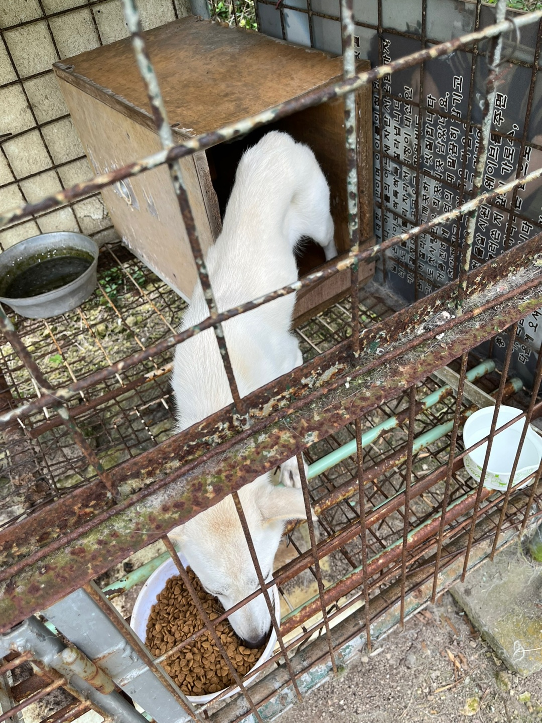 배가 곧 터져서 죽을 것 같아요 강아지 (주인도 있음..) 학대,환경 등 ㅠ 긴급이여요 