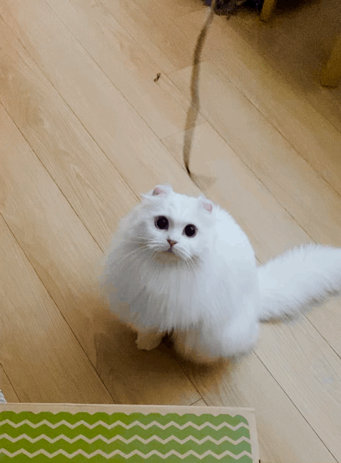 눈이 내리던 날 내게 찾아온 설이(앙이)