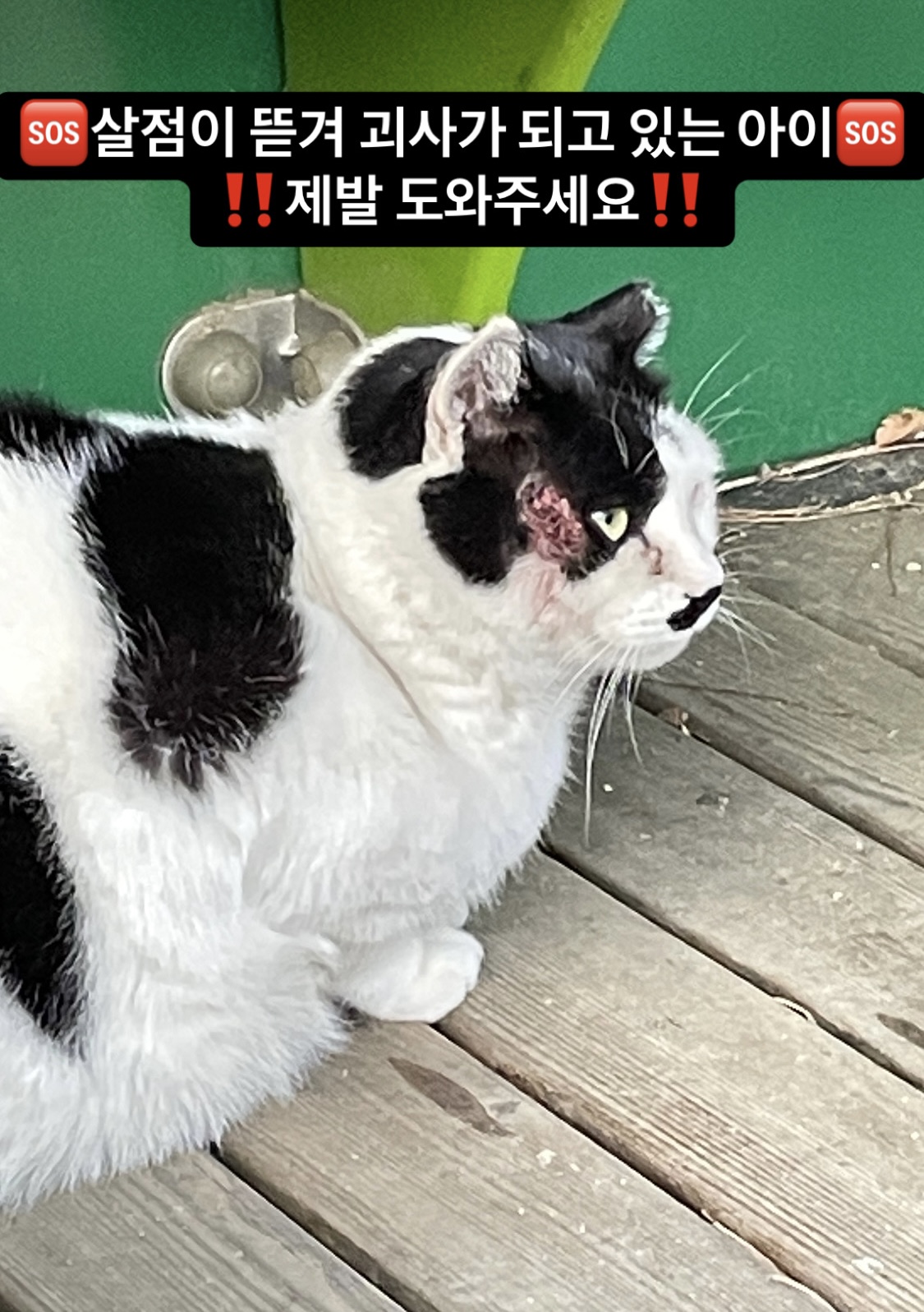 500원 동전 2개정도 크기의 살점이 뜯겨 괴사중인 아이를 도와주세요🙏🏻