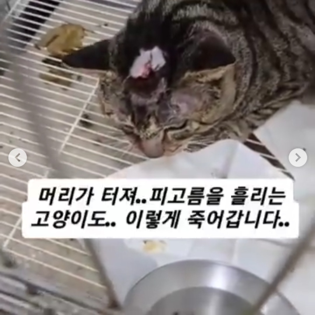 인천수의사보호협회를 신고합니다!