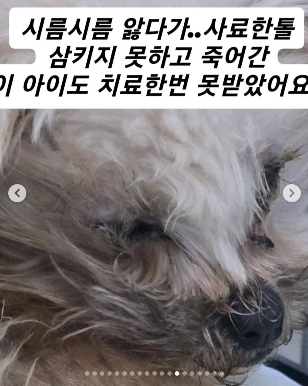 인천수의사보호협회를 신고합니다!