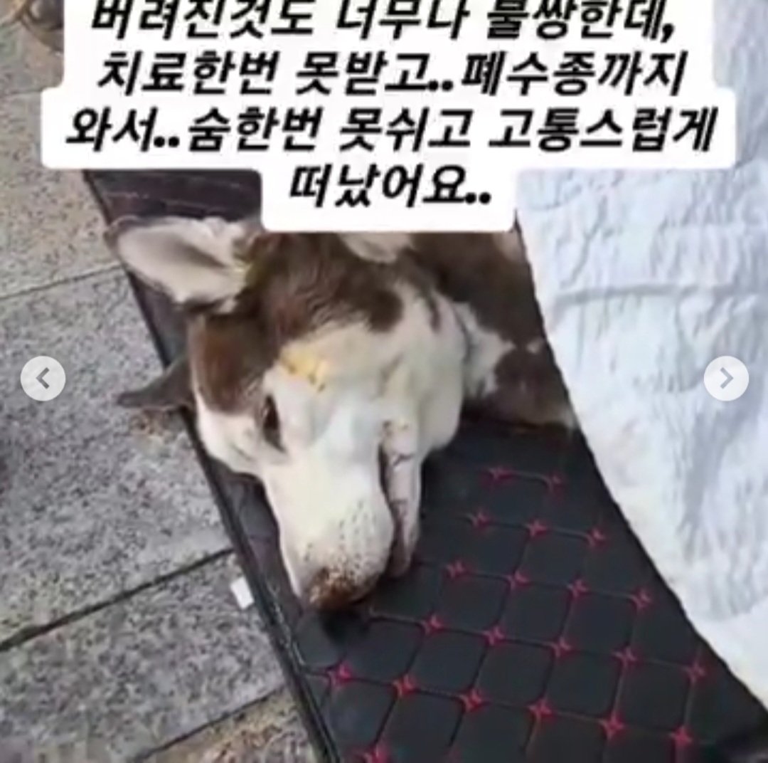 인천수의사보호협회를 신고합니다!