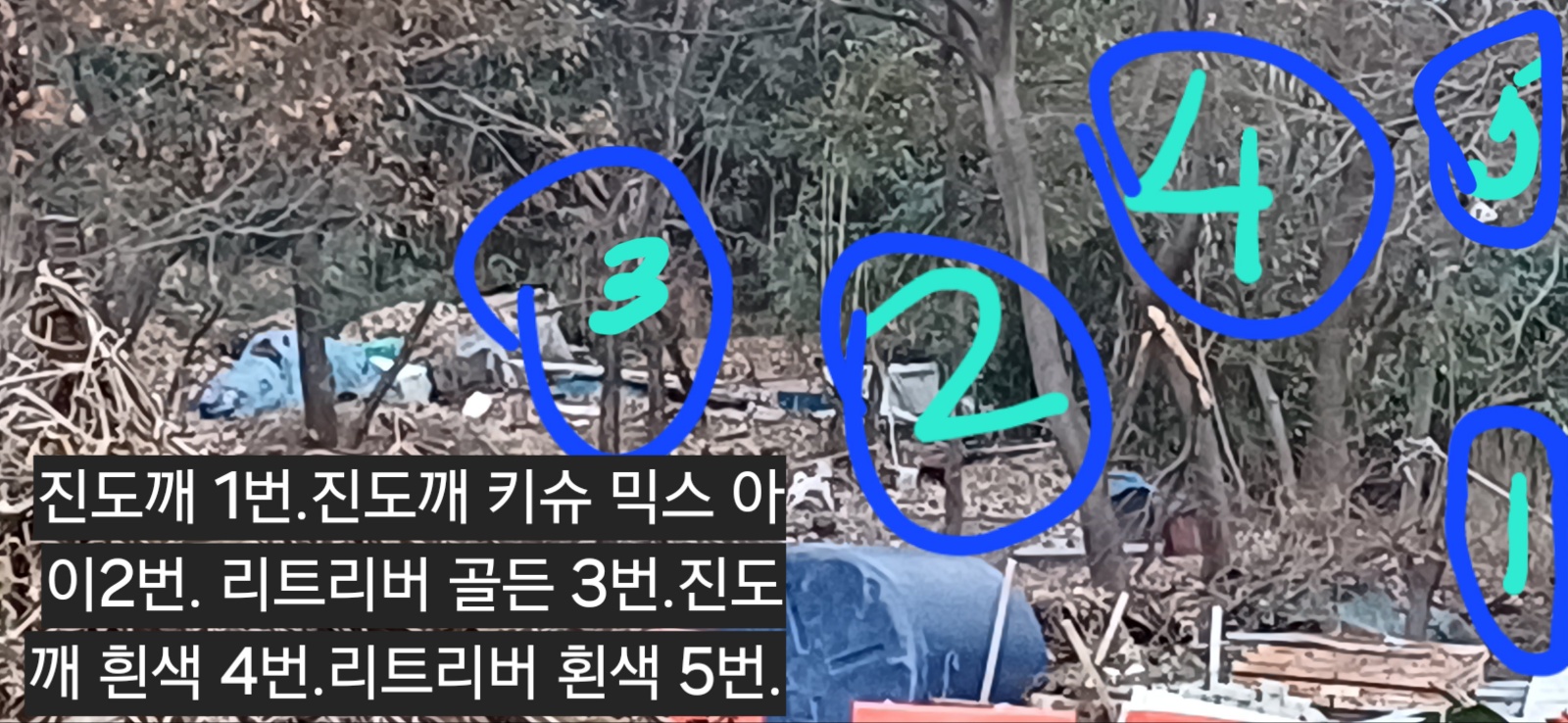 보신탕 집에서 키우는 5마리