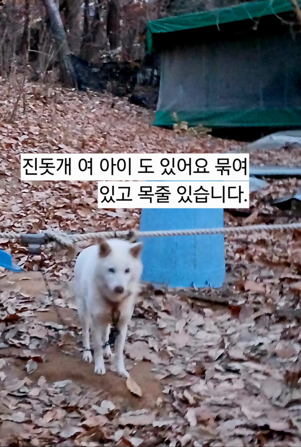 보신탕 집에서 키우는 5마리