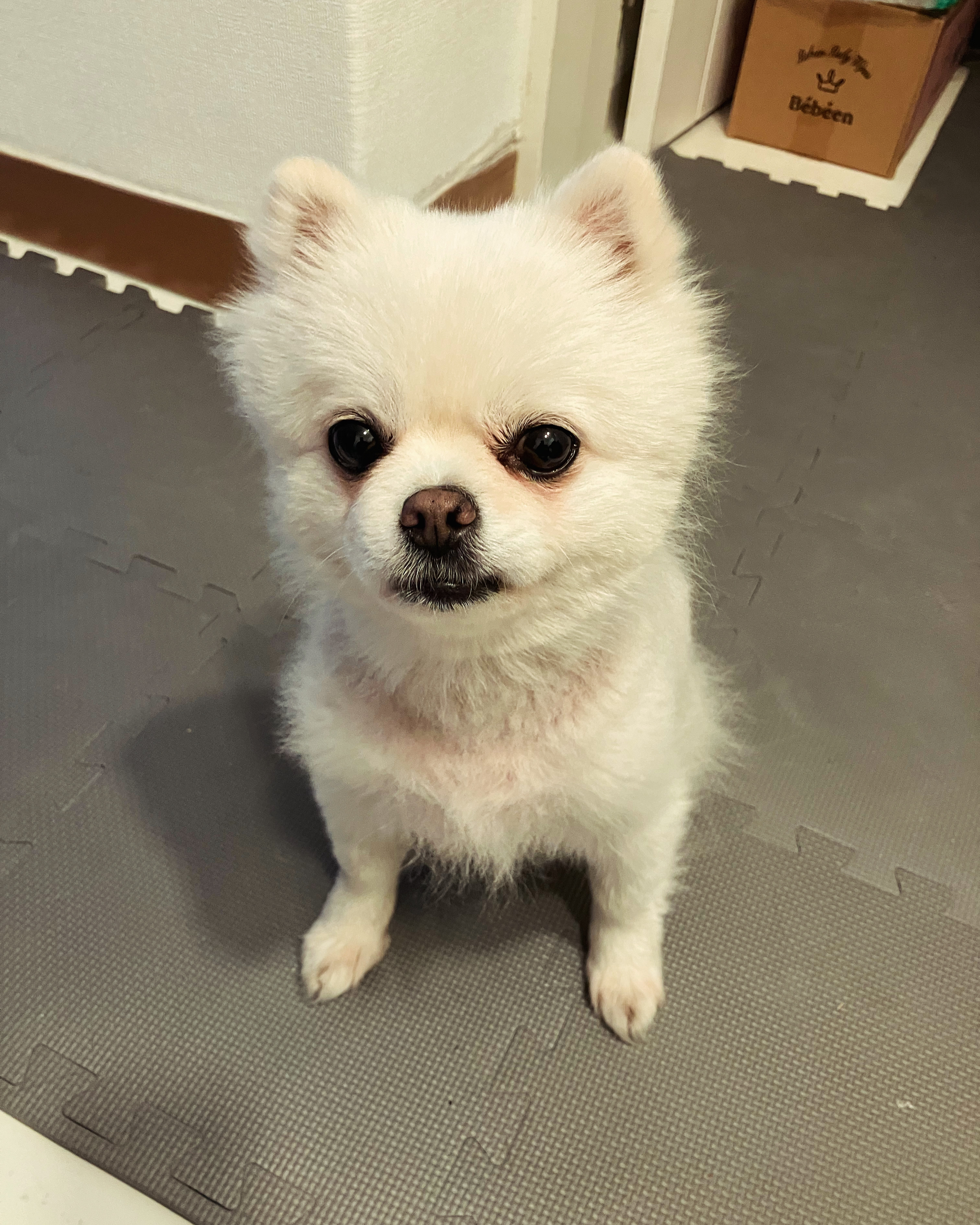잔디 임시보호한지 한 달째입니다.