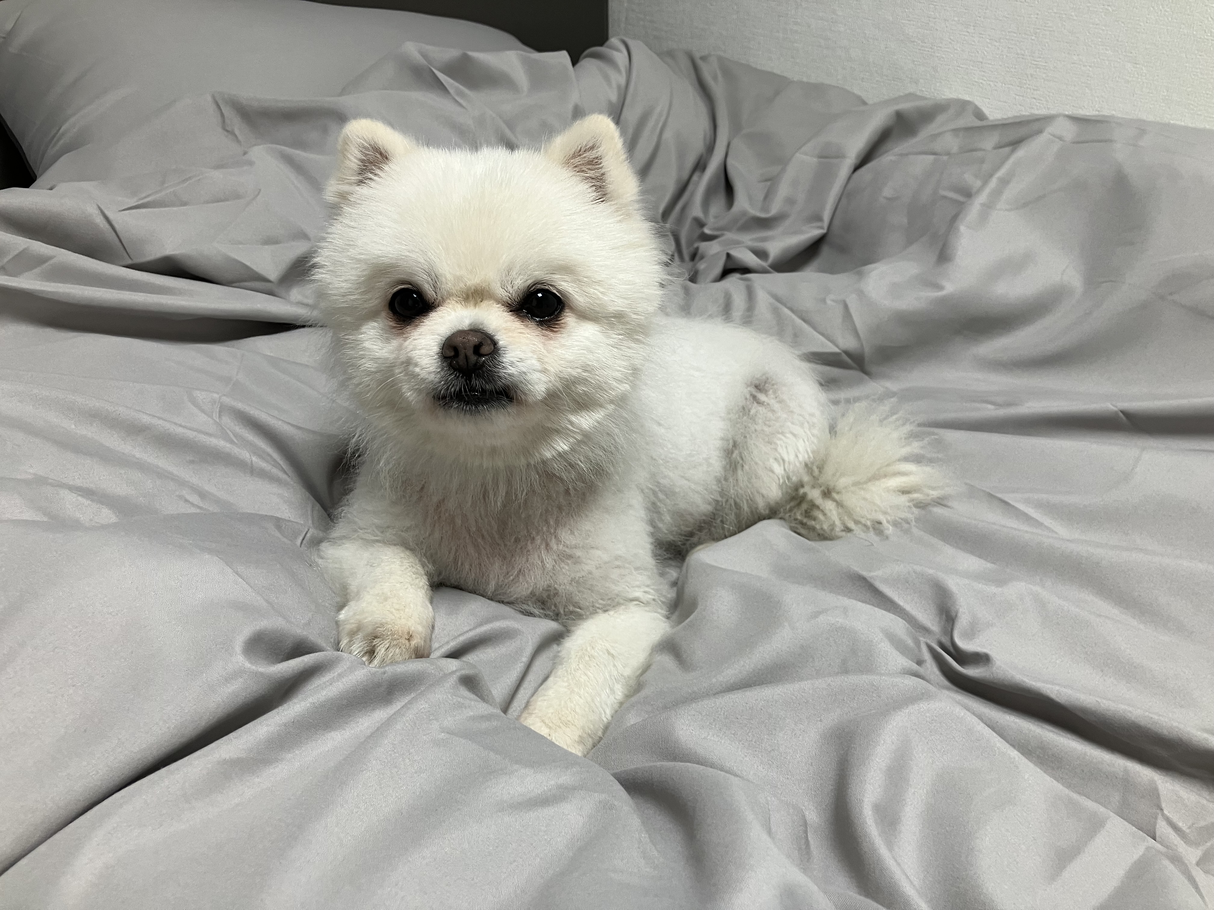 잔디 임시보호한지 한 달째입니다.
