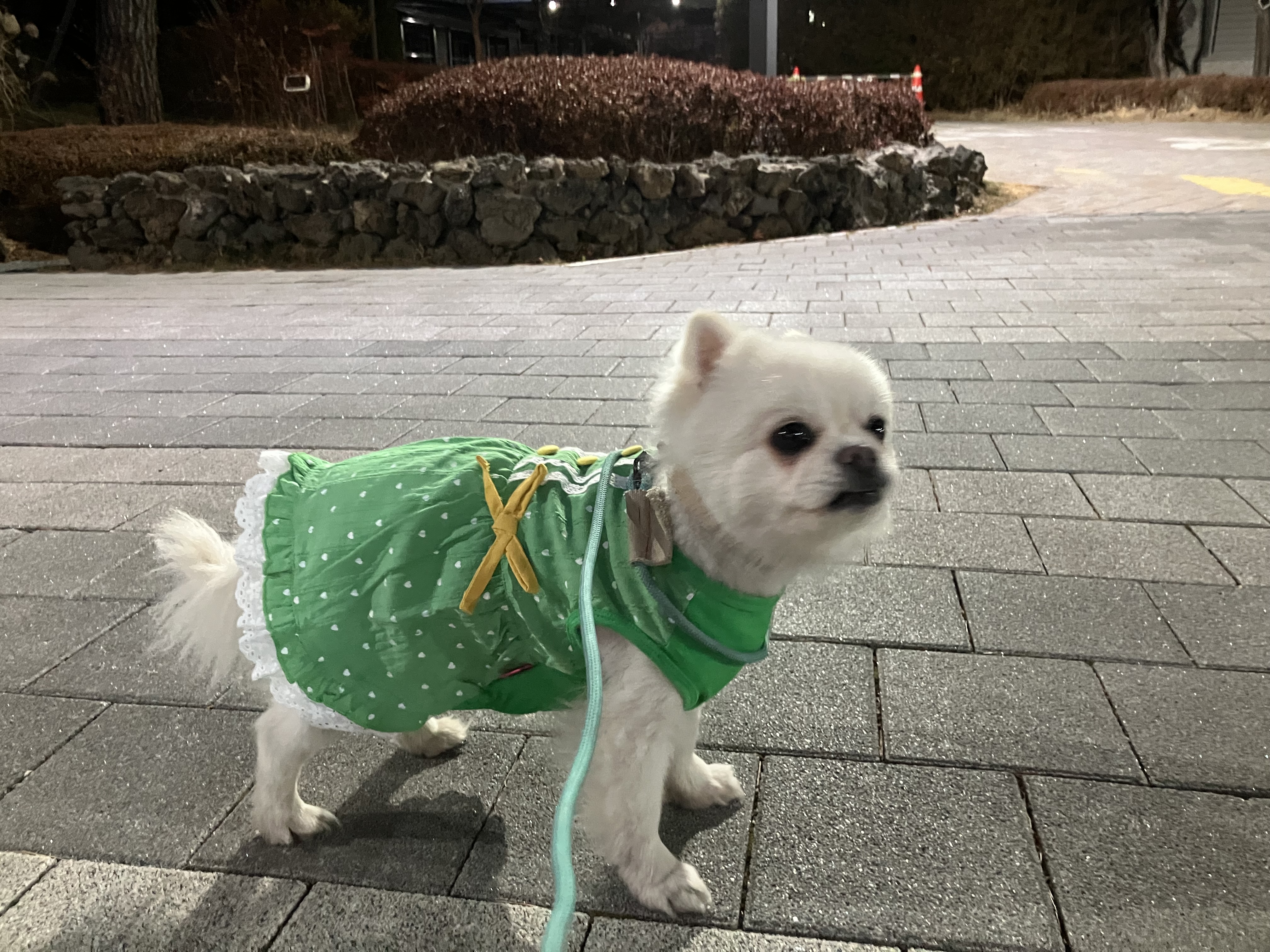 잔디 임시보호한지 한 달째입니다.